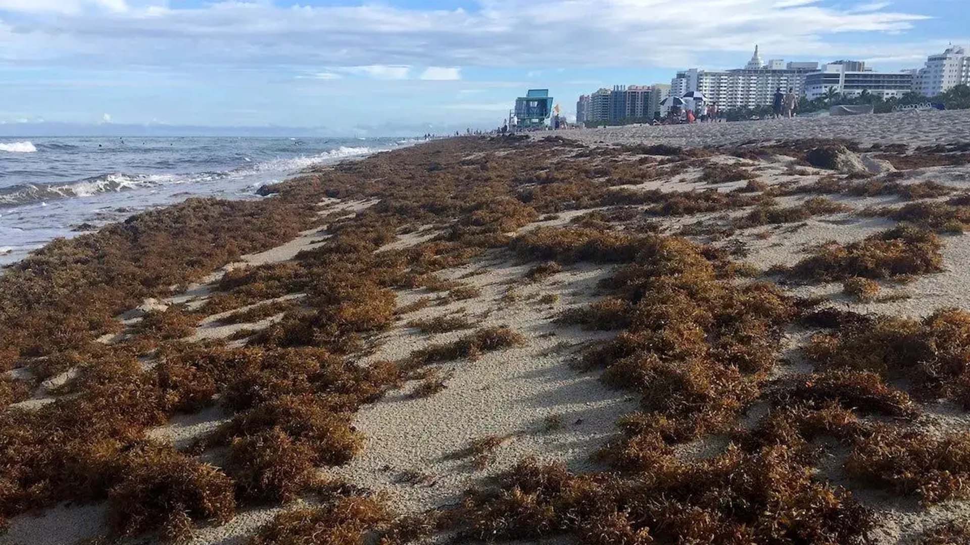 Sargassum seaweed on the shore of Miami Beach, Florida in 2019