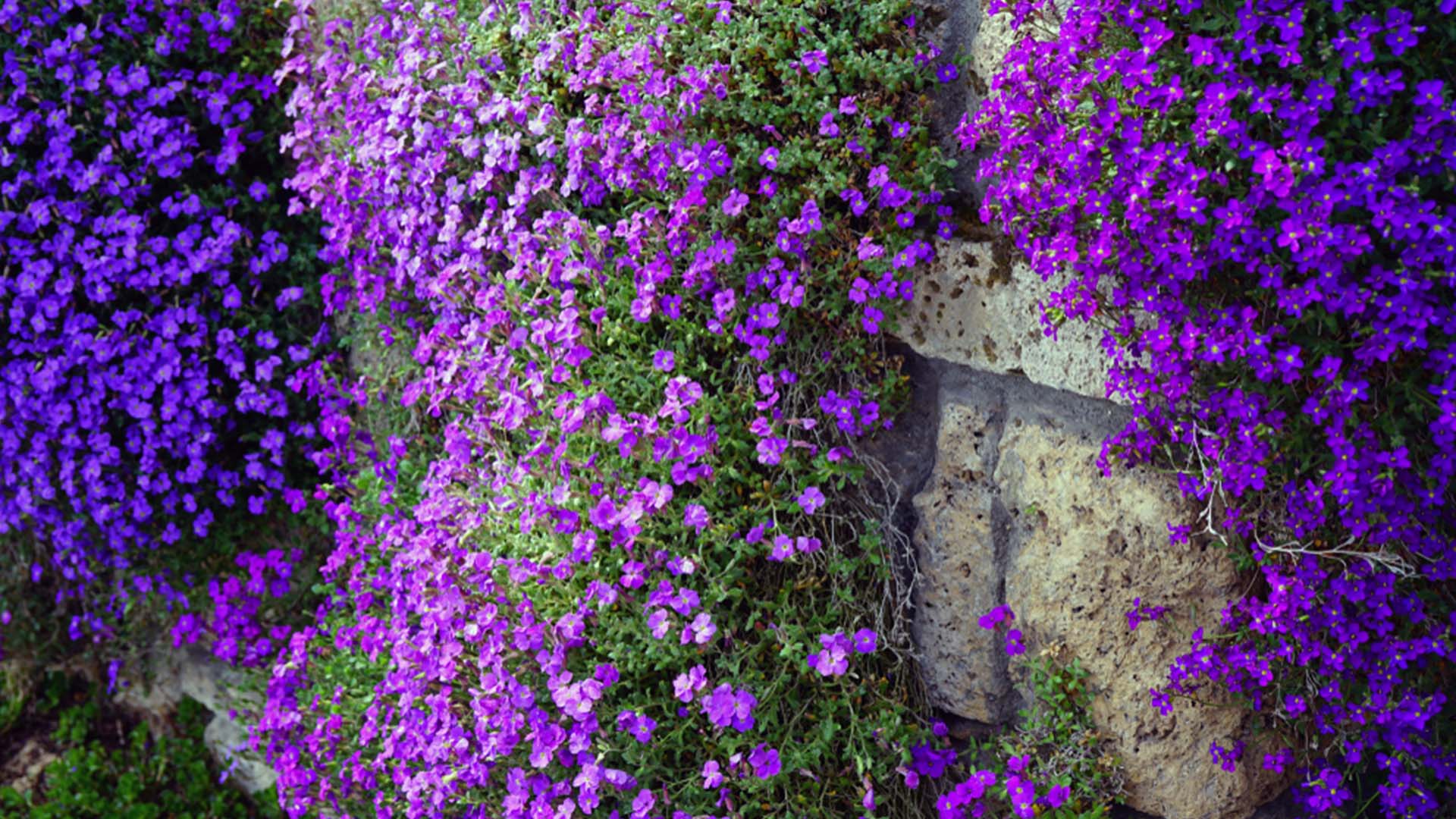 Rock Cress Cascading Blooms Spring-Blooming Flowers