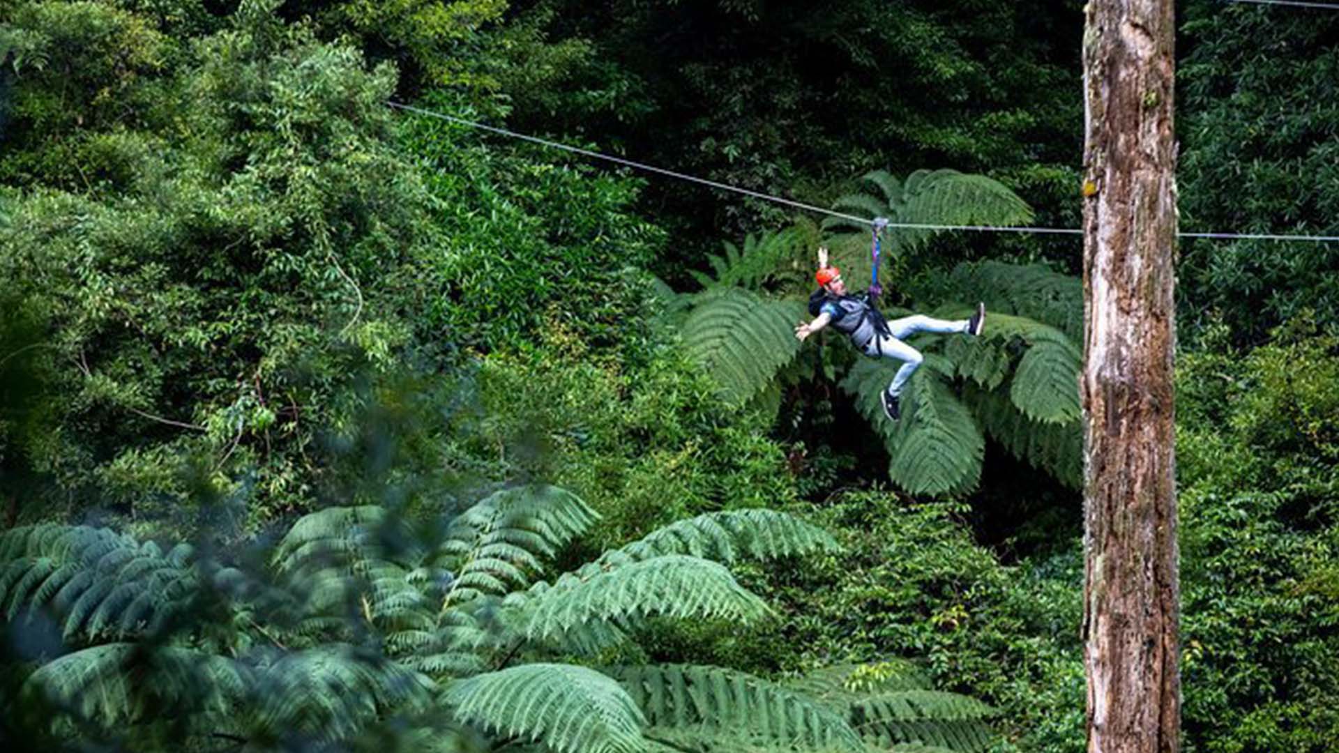 Ziplining Forest Adventure in New Zealand Tripadvisor