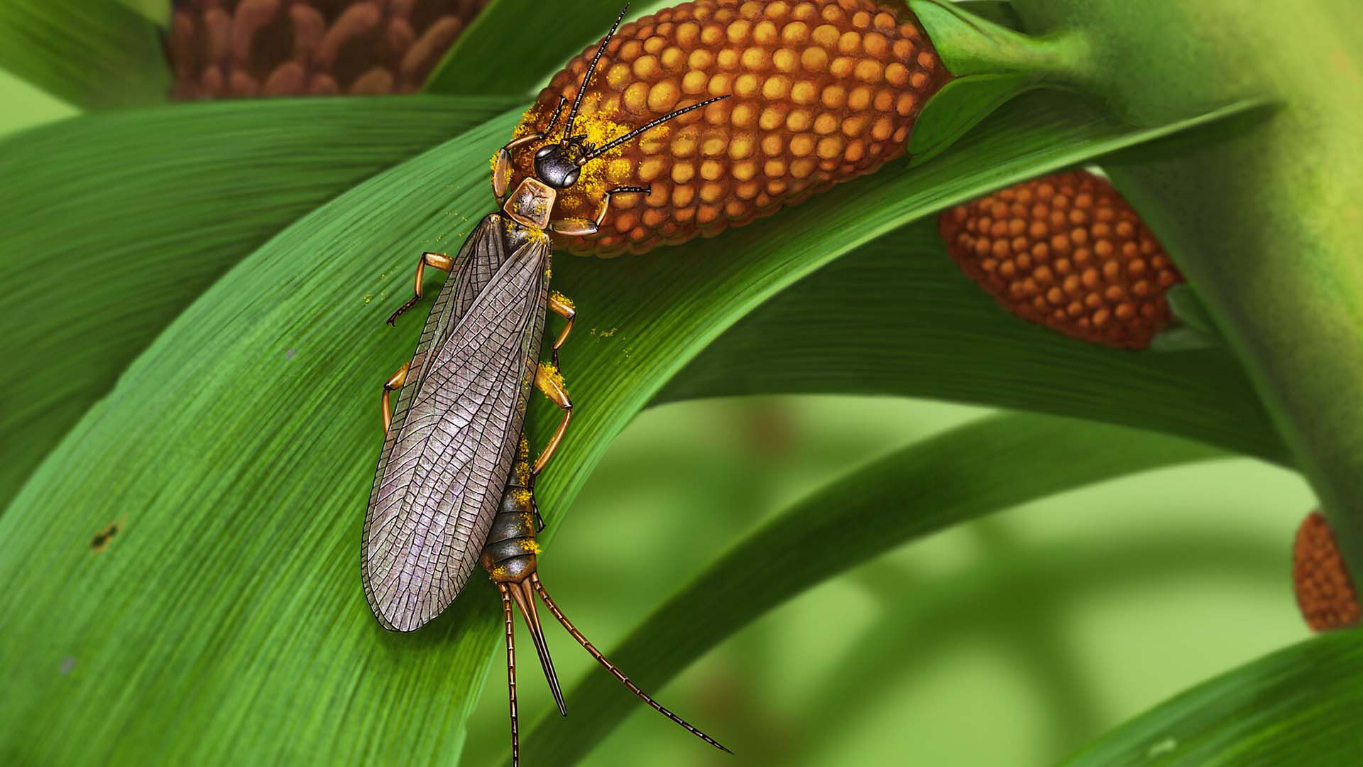 tillyardembia fossil scientists discover world's oldest potential pollinators tillyardembia fossil scientists discover world's oldest potential pollinators