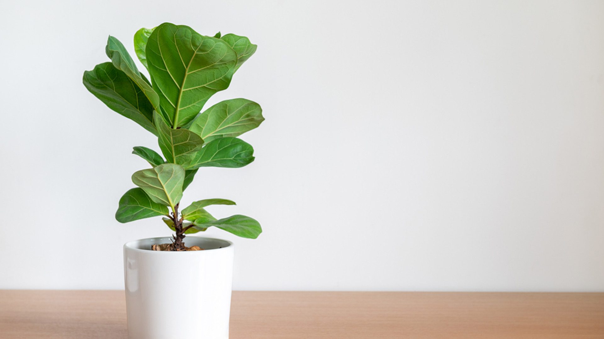 Fiddle Leaf Fig Tree Live Houseplants Online