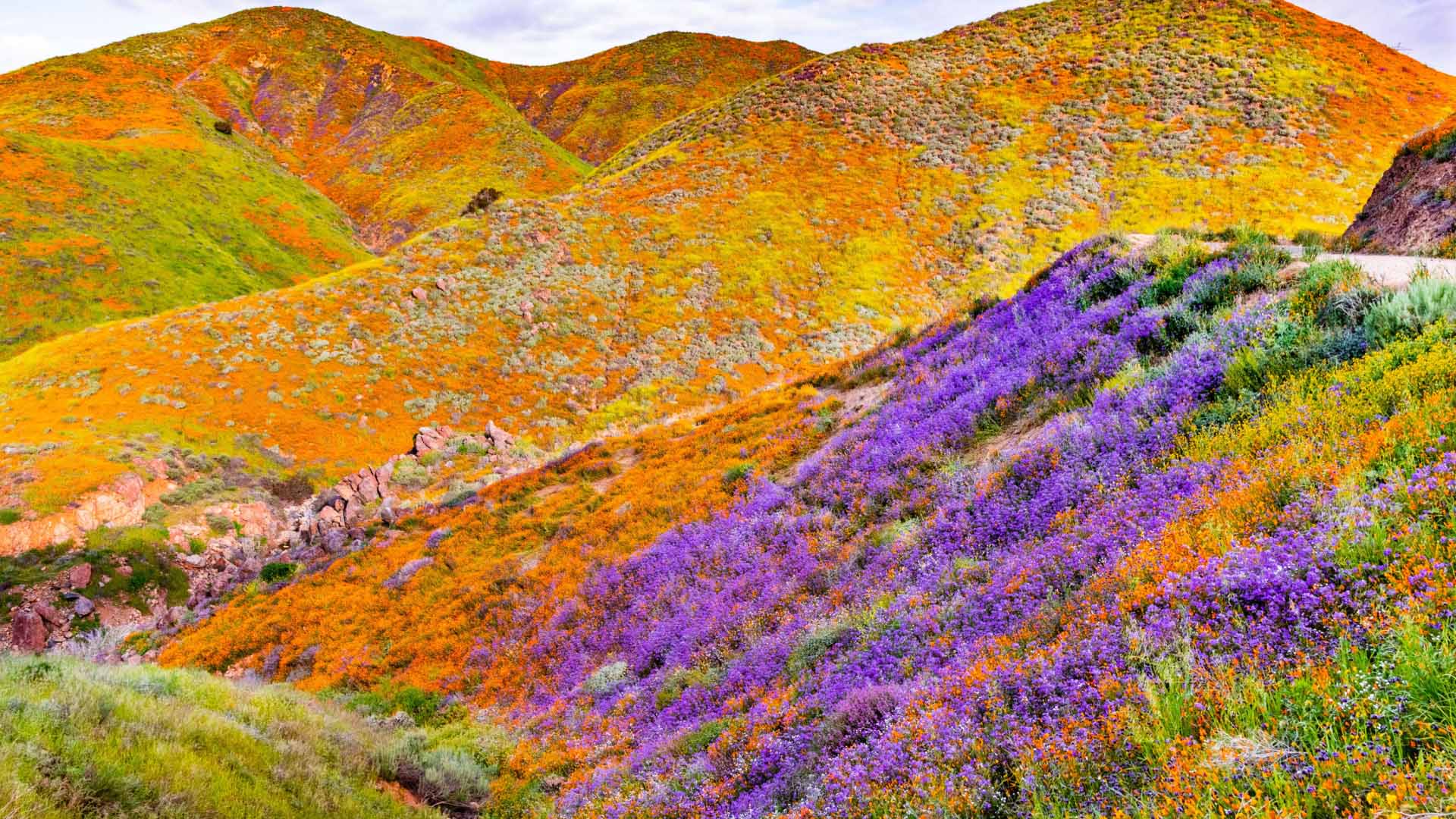 Walker Canyon poppies in Lake Elsinore during the 2019 superbloom