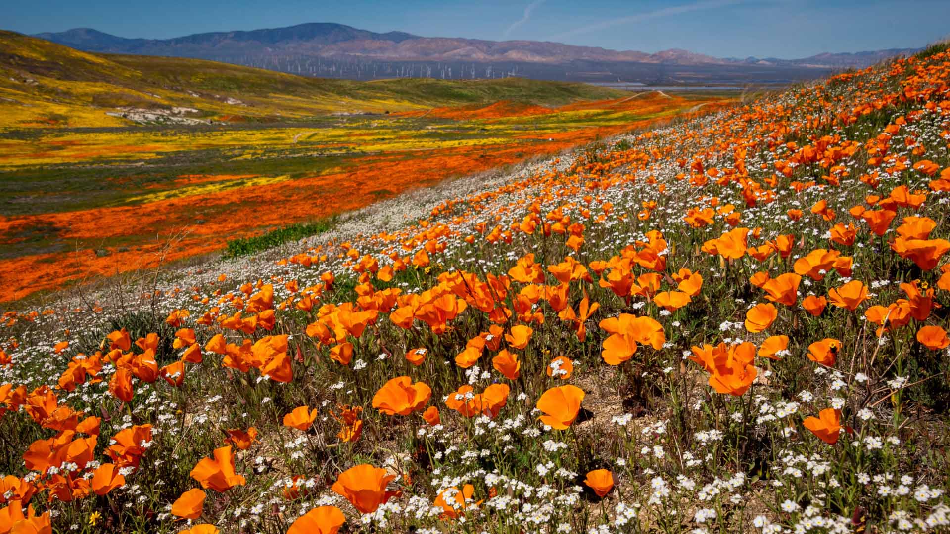 Superbloom in Antelope Valley California Poppy Reserve State Natural Reserve