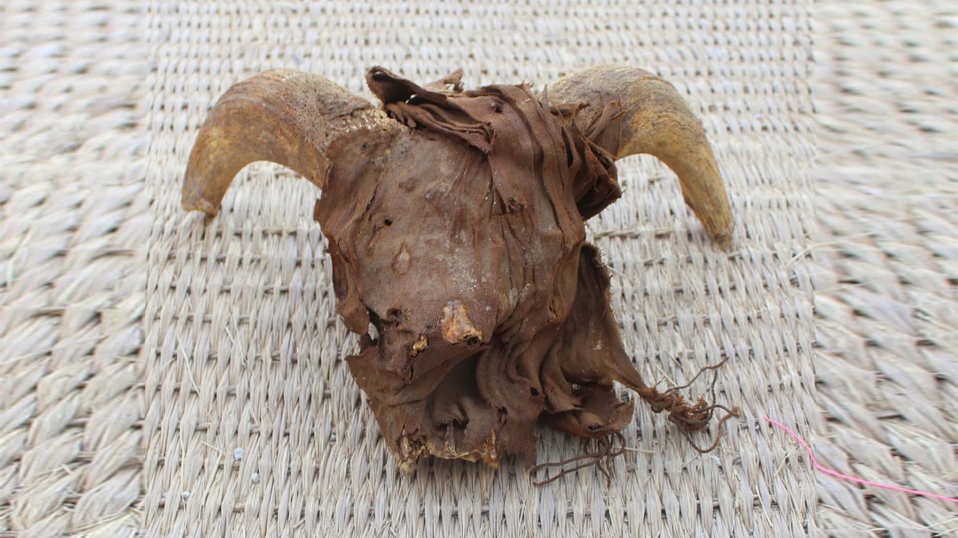 Mummified Animals Discovered The Egyptian Ministry of Antiquities Mummified Animals Discovered The Egyptian Ministry of Antiquities