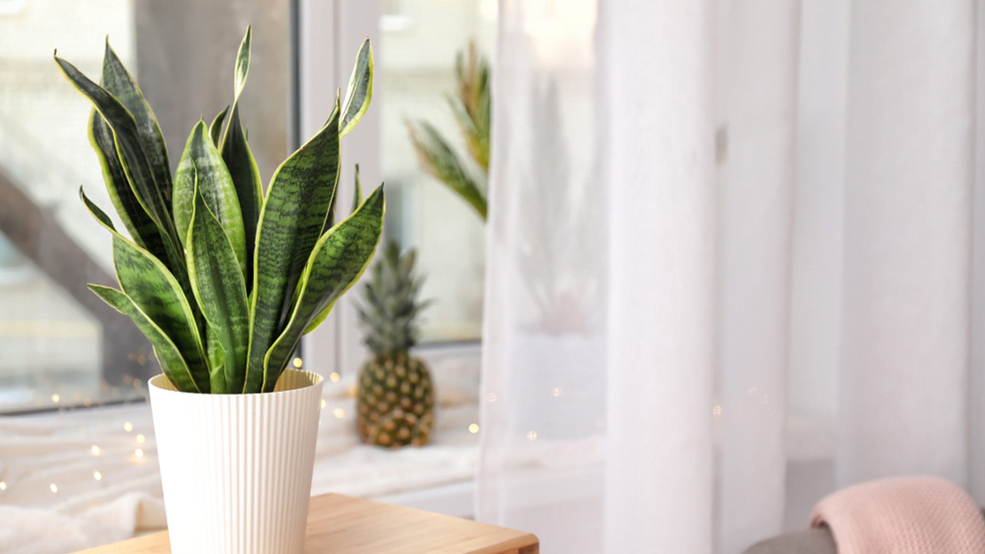 Snake Plant Easy Live Houseplants Online