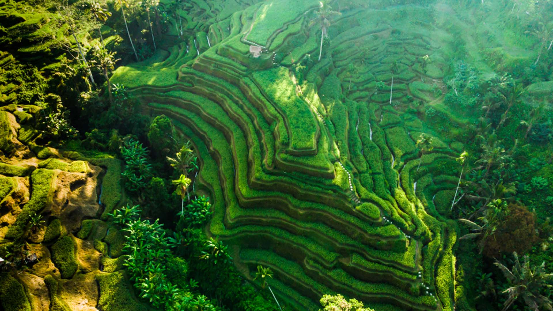 Tegallalang Rice Terrace Greenest Places Around the World