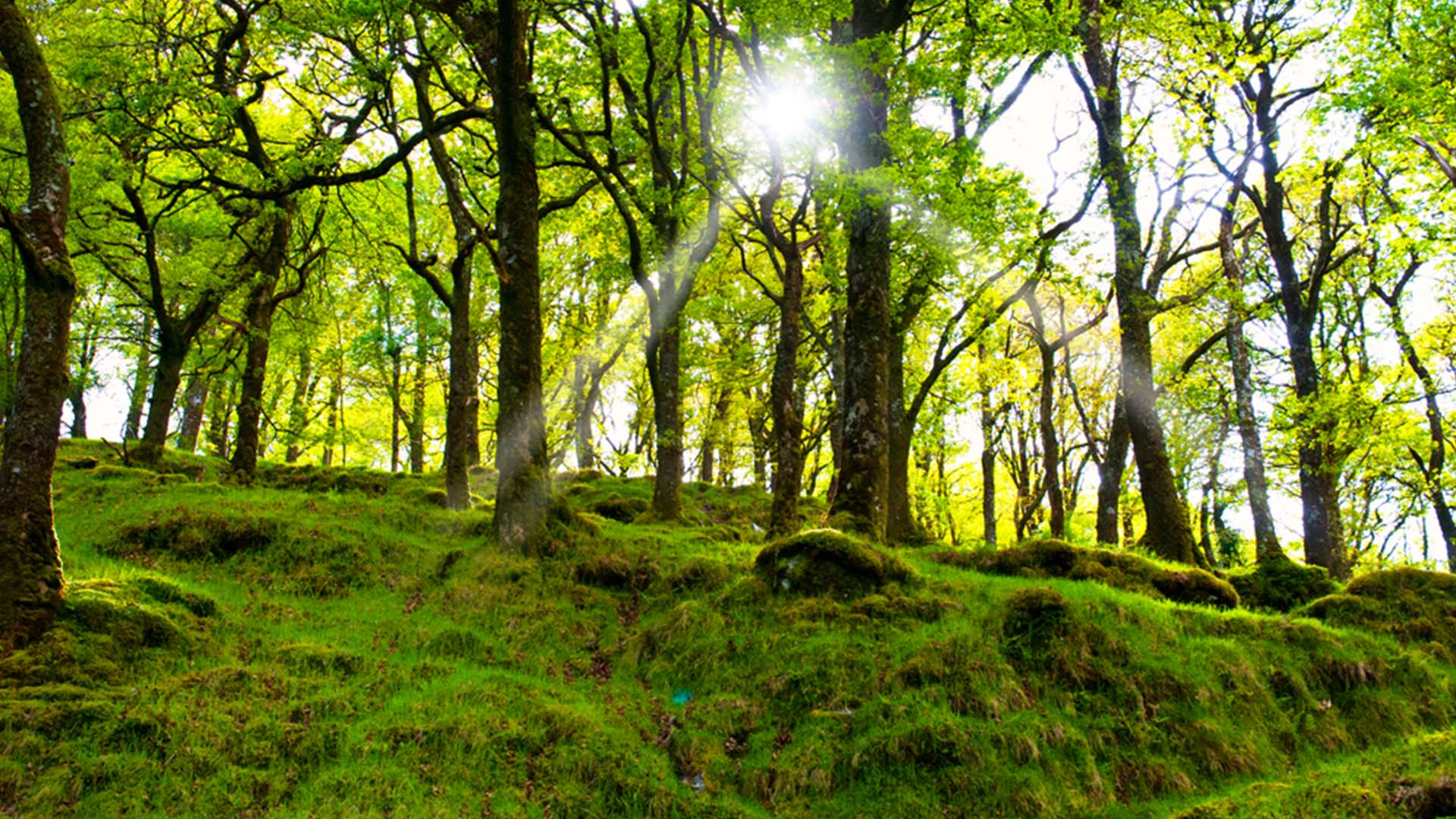 forest sun glow in Killarney National Park, Ireland