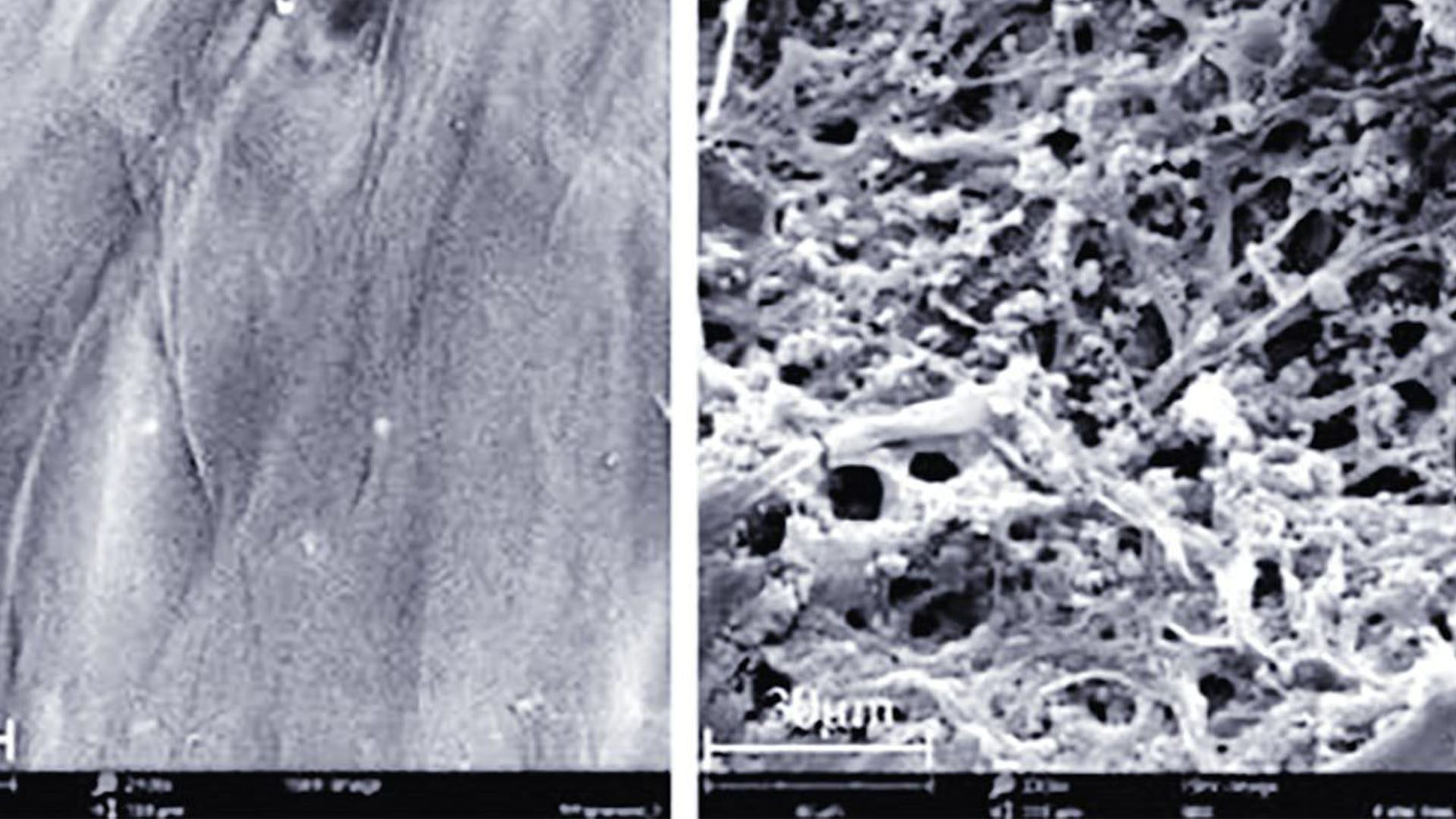 Microscopic images showing the plastic degraded by fungi compared to the untreated sample Microscopic images showing the plastic degraded by fungi compared to the untreated sample