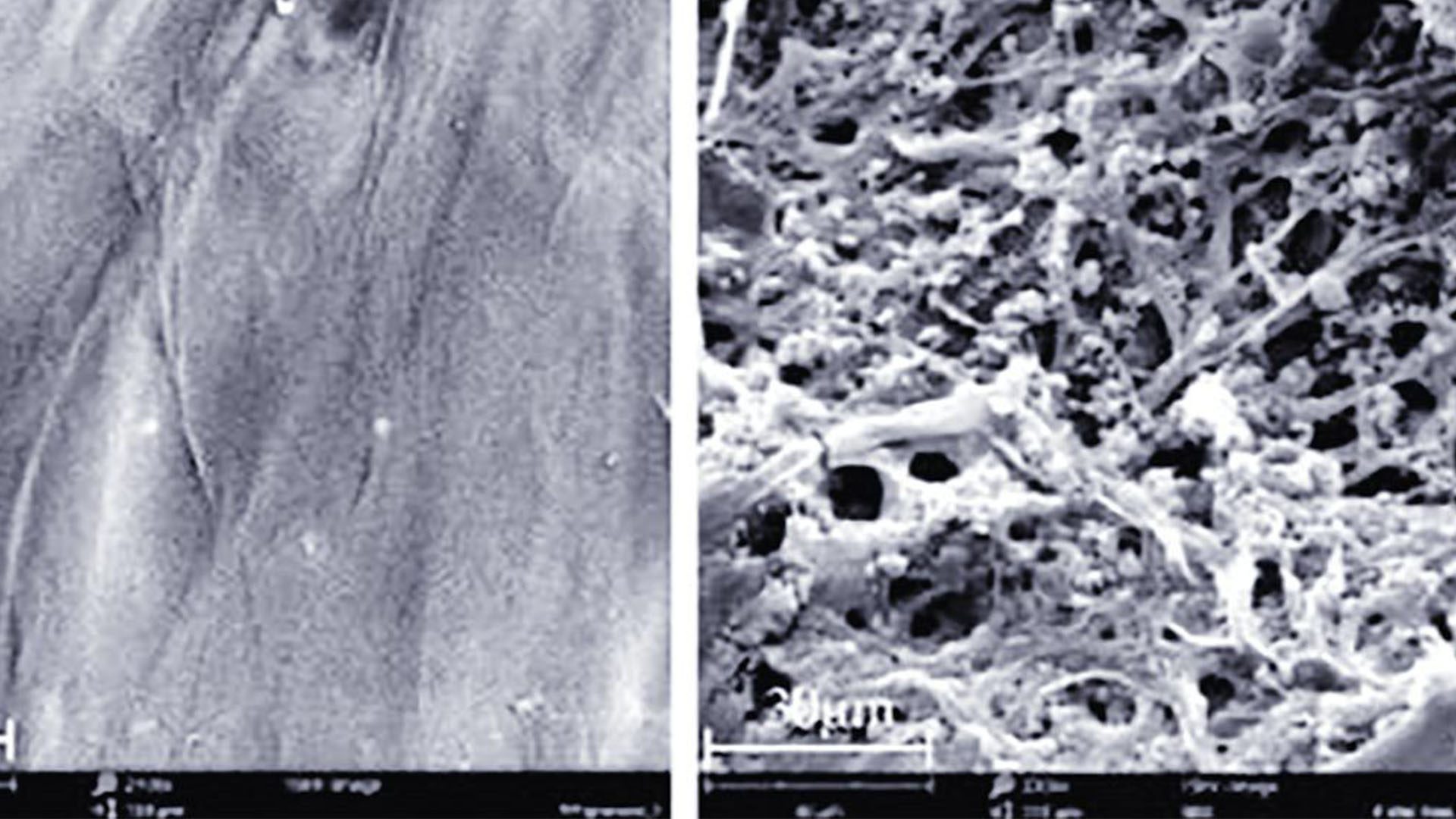 Microscopic images showing the plastic degraded by fungi compared to the untreated sample