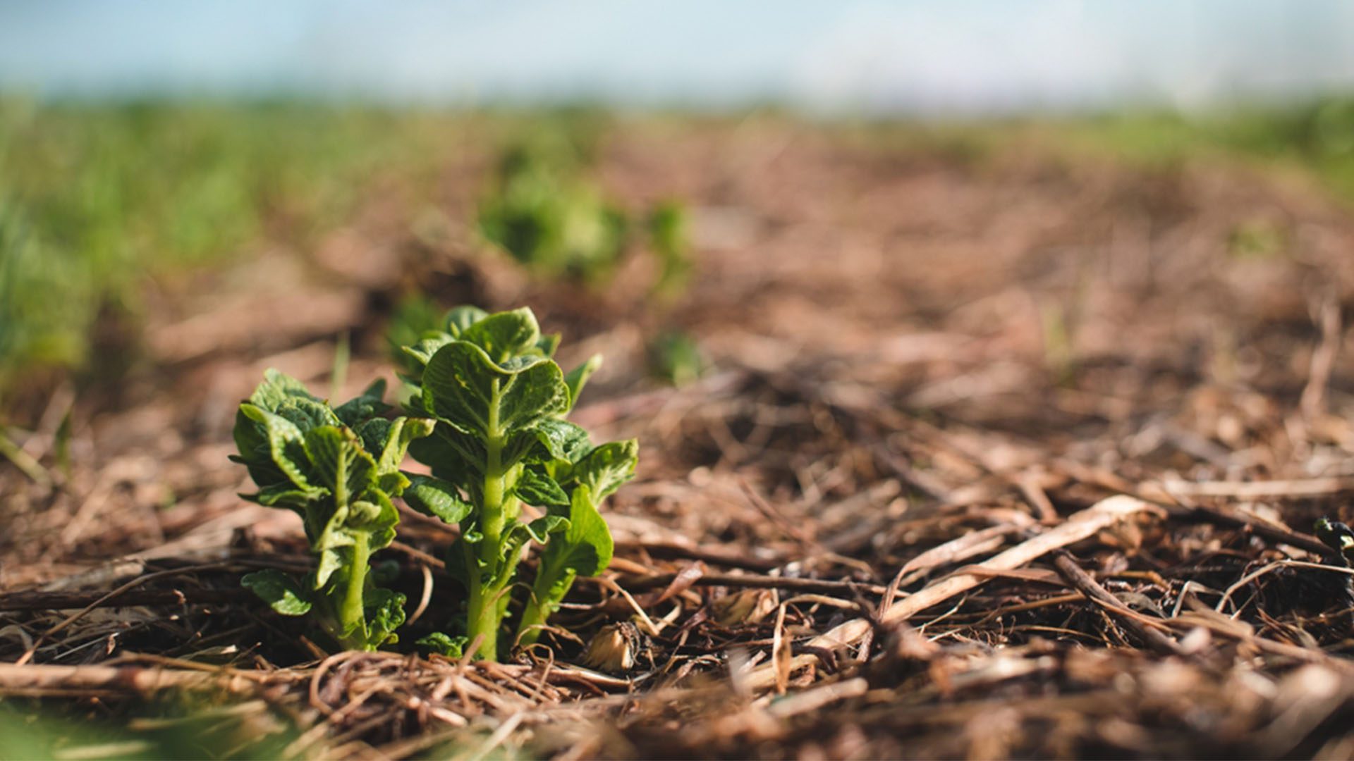 No-Dig Gardening Plants Sustainability