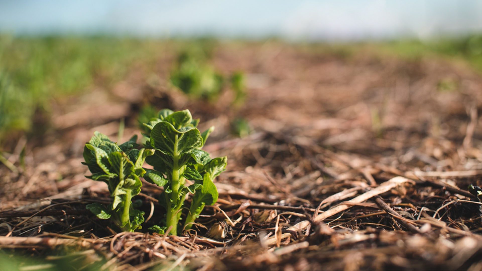 No-Dig Gardening Plants Sustainability