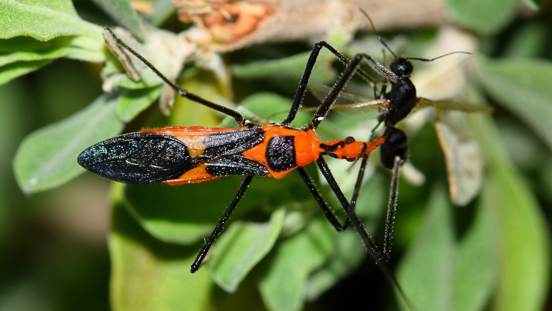Scientists discover Rare Tool-Using Trait in Assassin Bugs