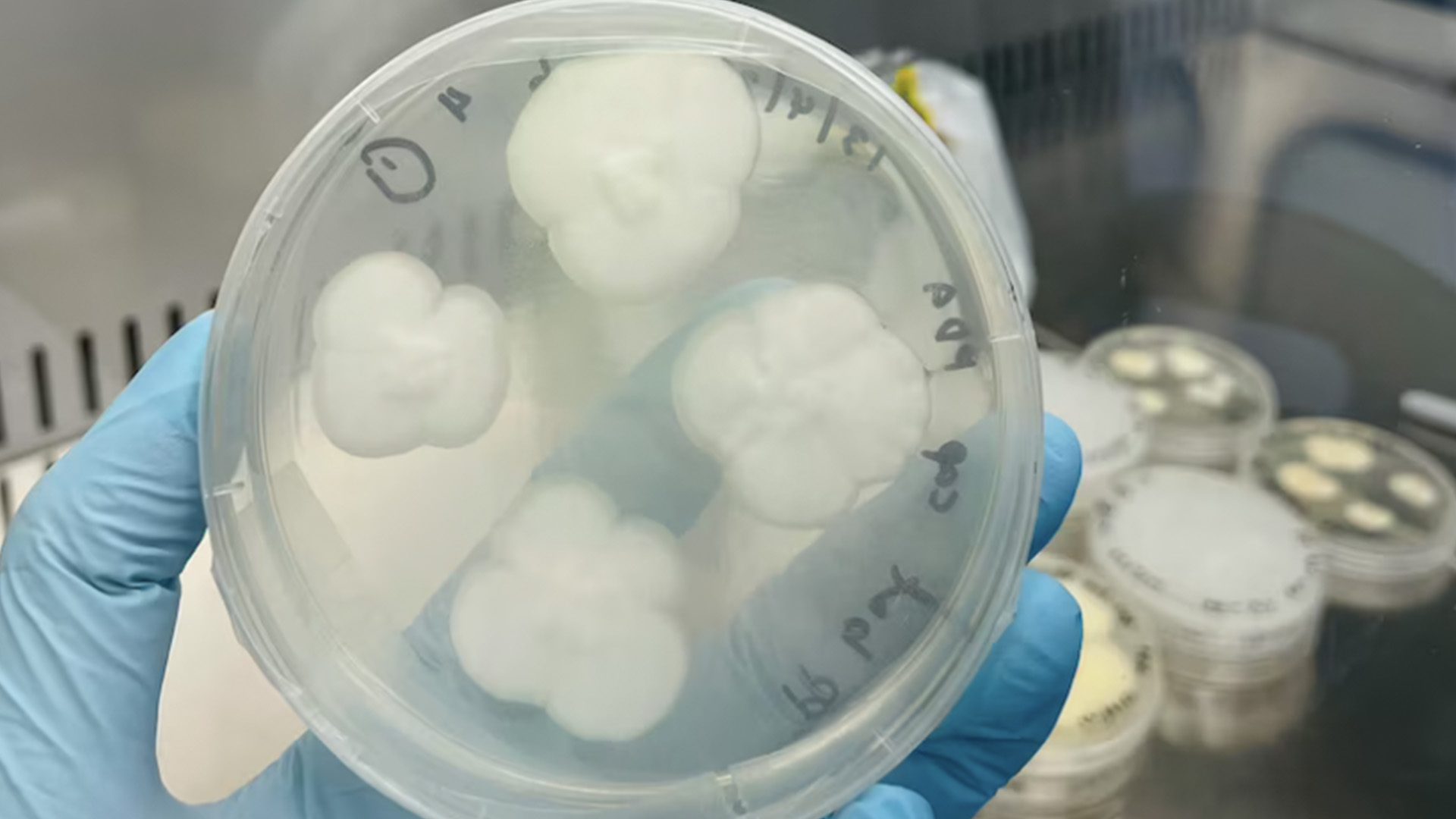 fungus can break down polypropylene plastic under UV light