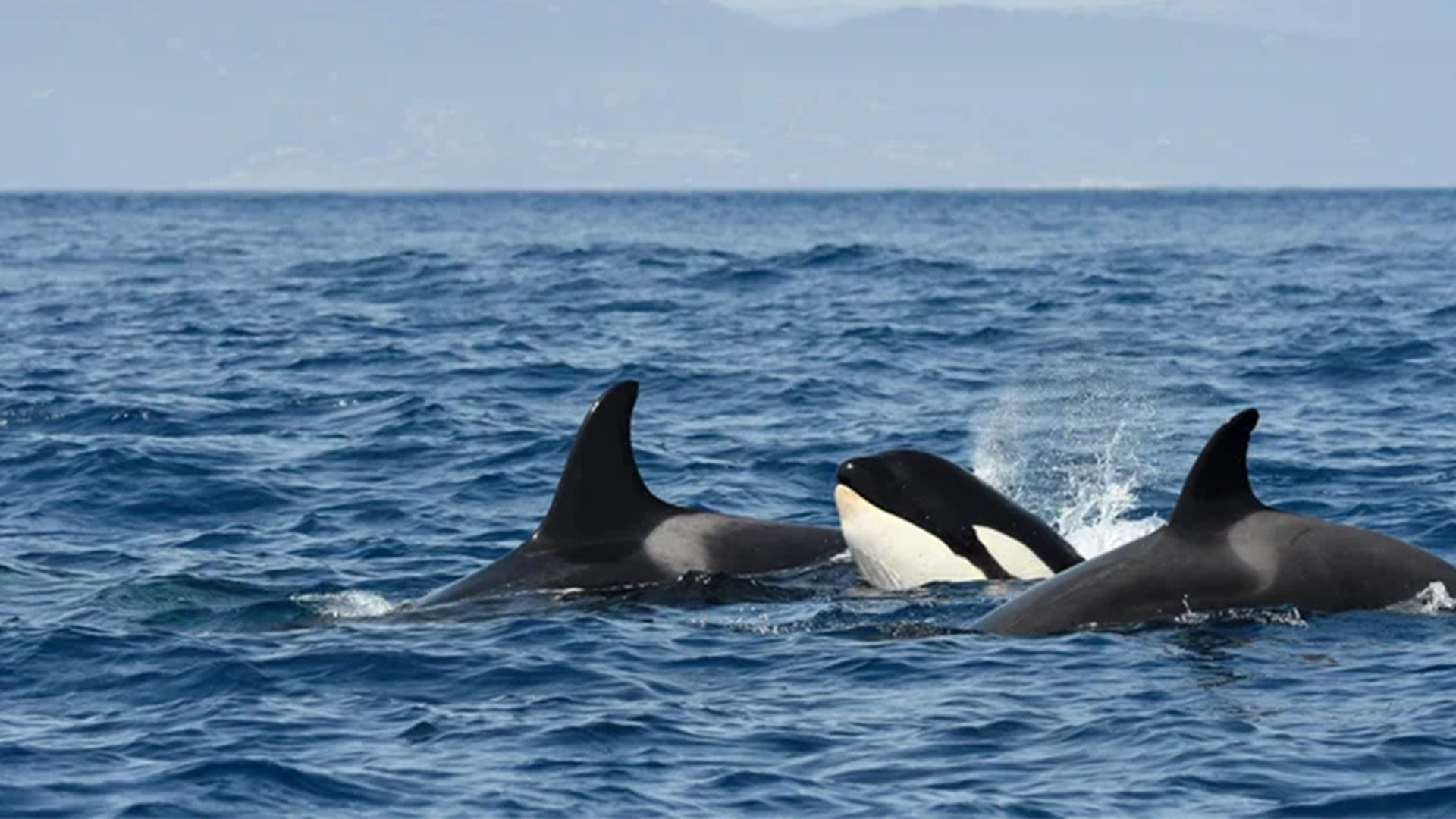 A group of three orcas swimming in the Strait of Gibraltar