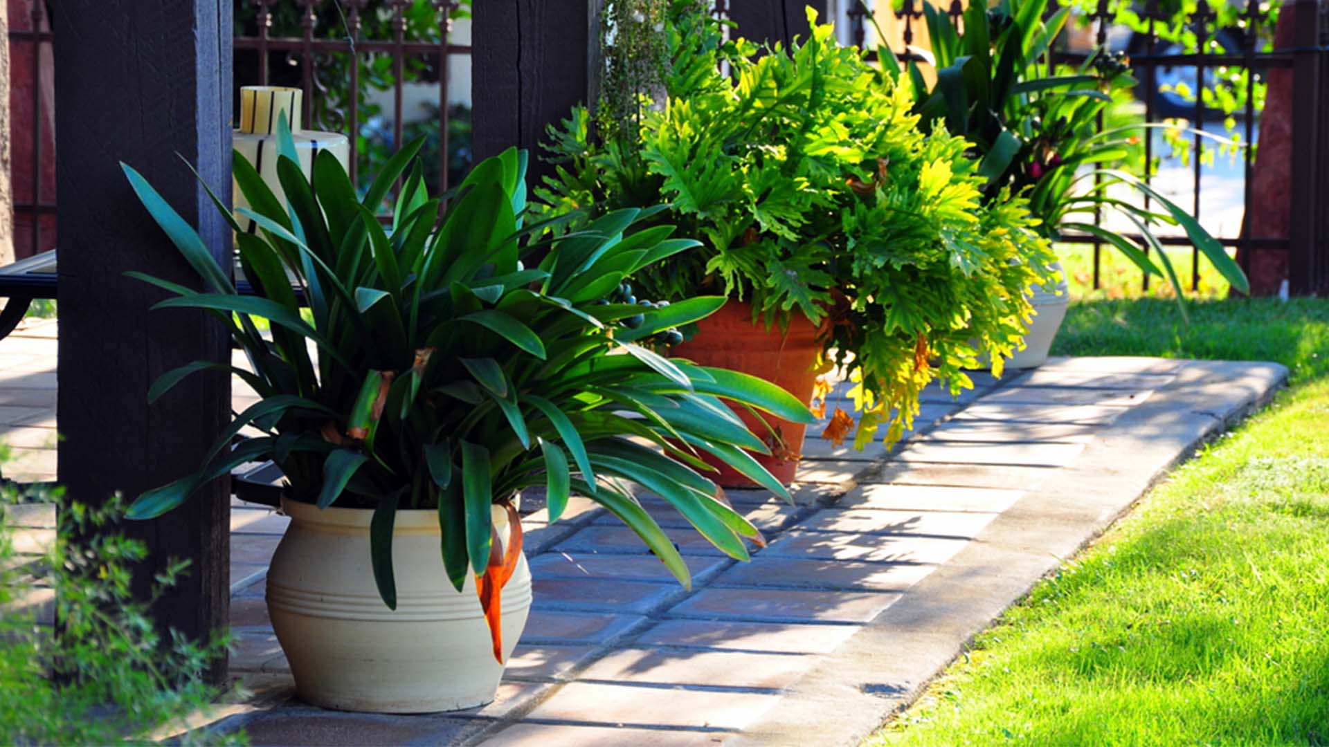Potted Plants Shade Summer Heat Tips
