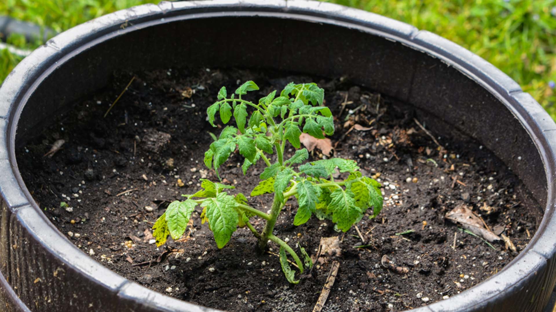 Soil Mulch Porch Plants Summer Tips
