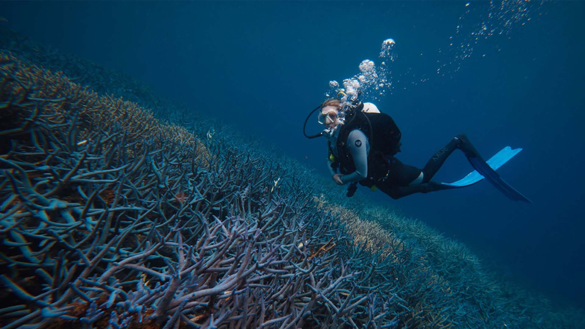 Dr Taryn Foster Robots Saving Coral Reefs