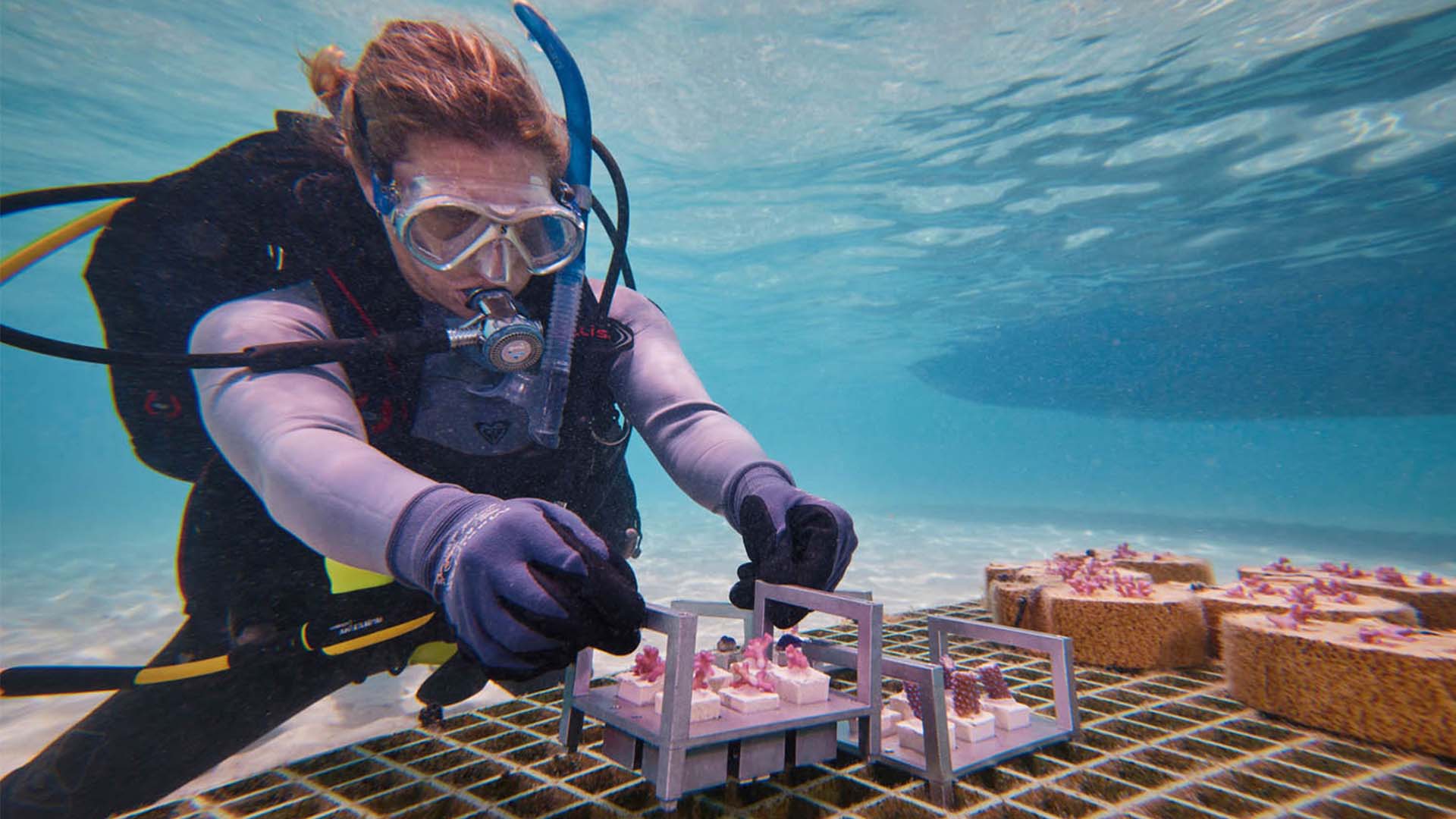 Dr. Taryn Foster Coral Maker Auto Desk Machines Saving Coral Reefs