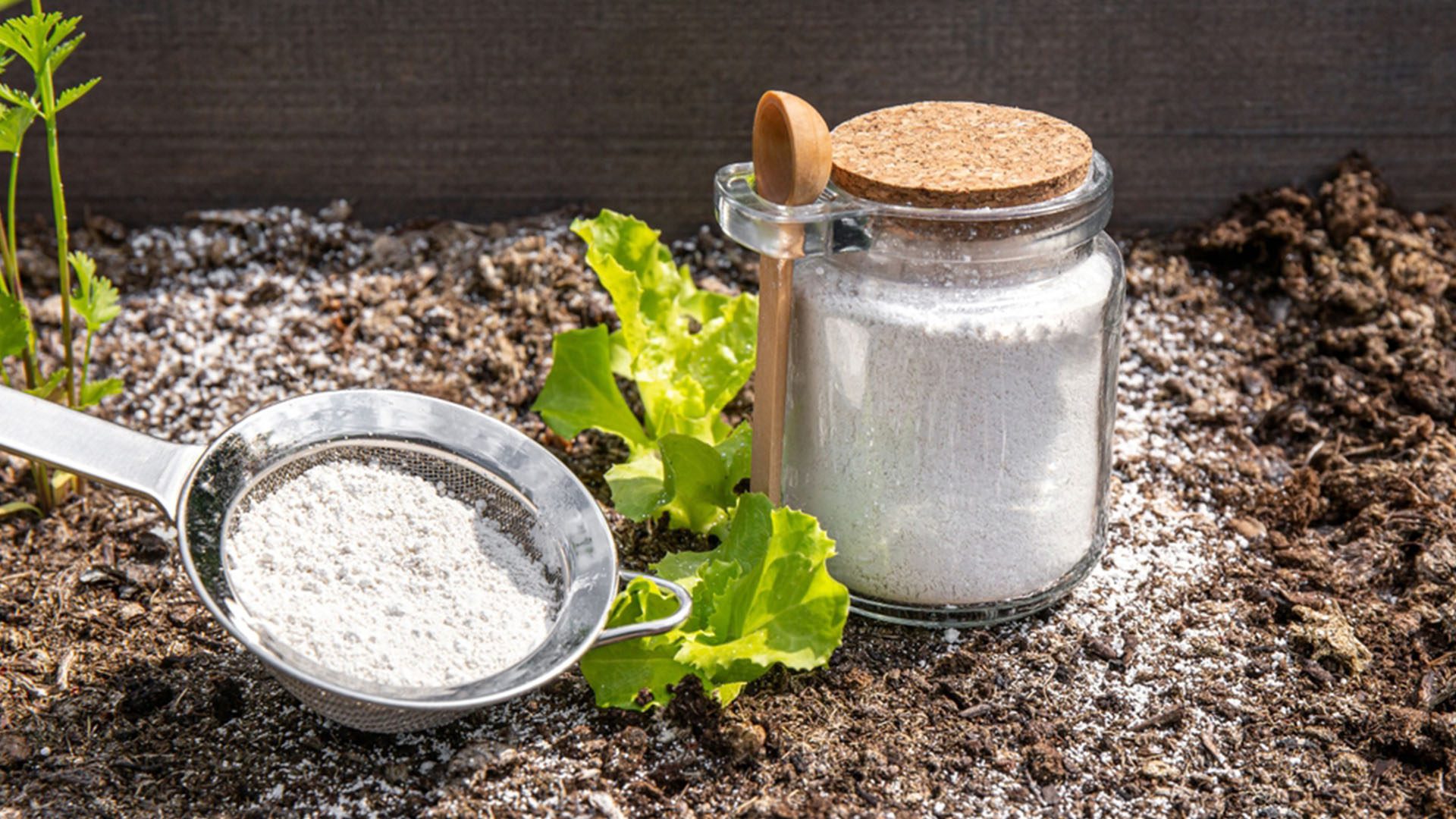 Food Grade Diatomaceous Earth Natural Bug Repellent