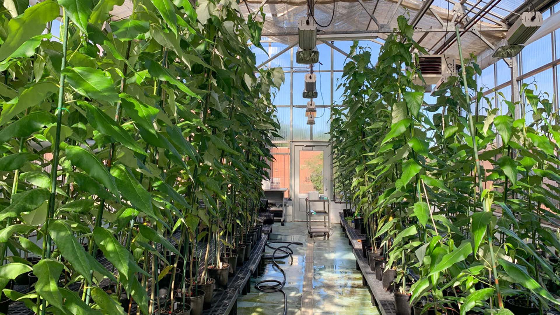 Greenhouse of gene-edited poplar trees sustainable CHENMIN YANG