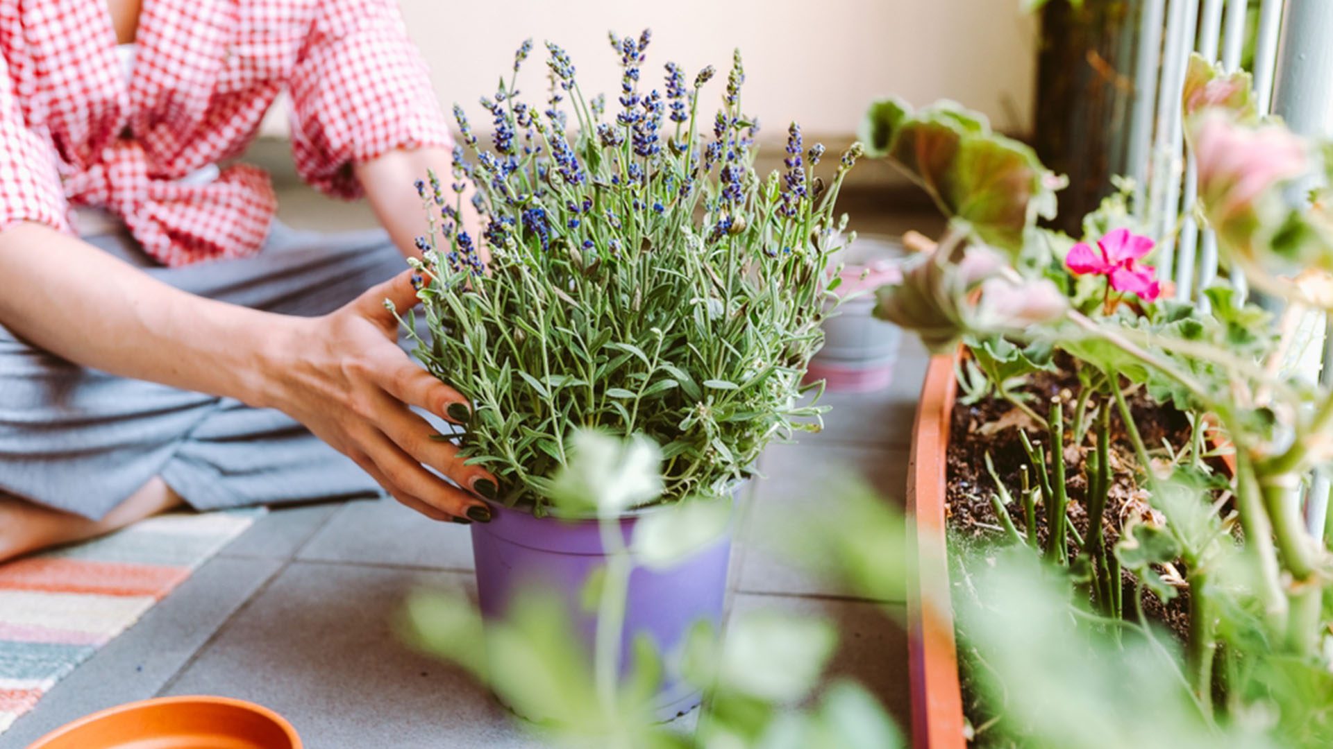 Lavender Plant Natural Ways to Keep Bugs Out of Your Home