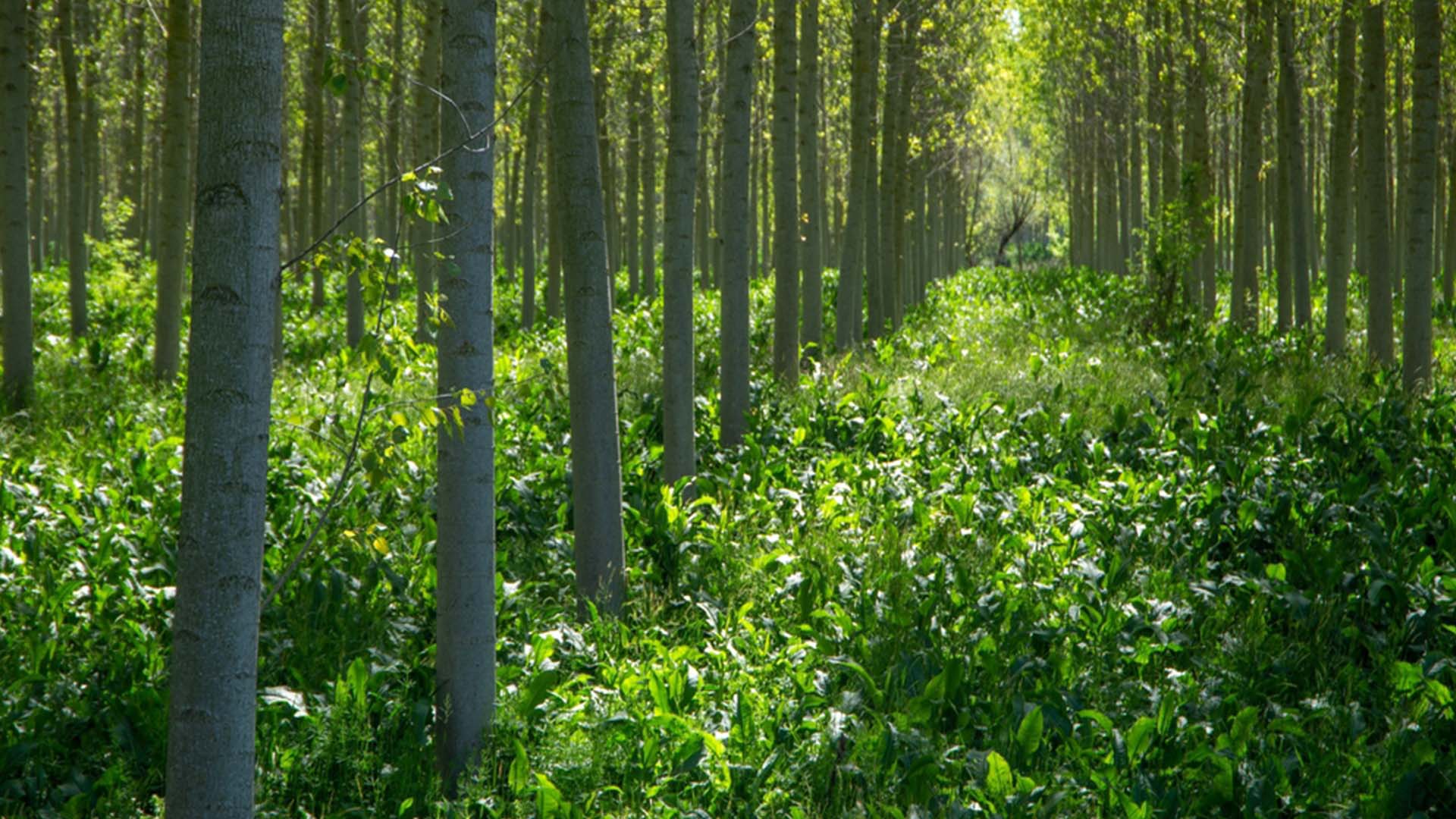Poplar Trees Wild Study Genetic Editing Sustainable Trees