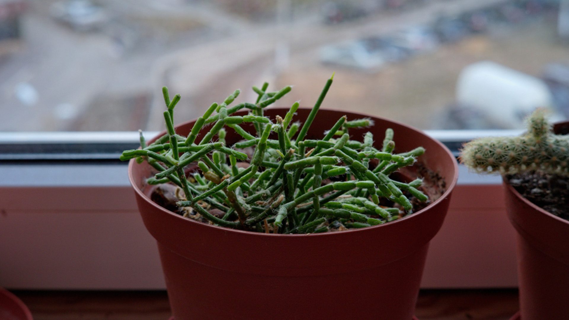 Rhipsalis baccifera mistletoe cactus houseplants