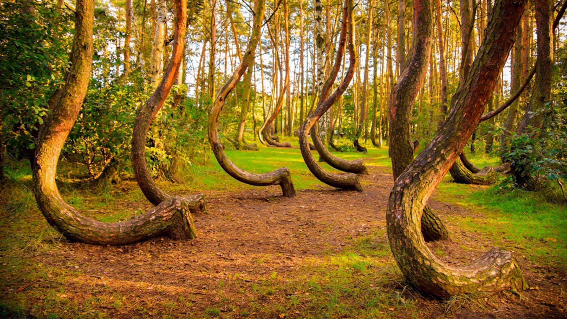 Unique Growth Pattern Crooked Forest Poland Mystery