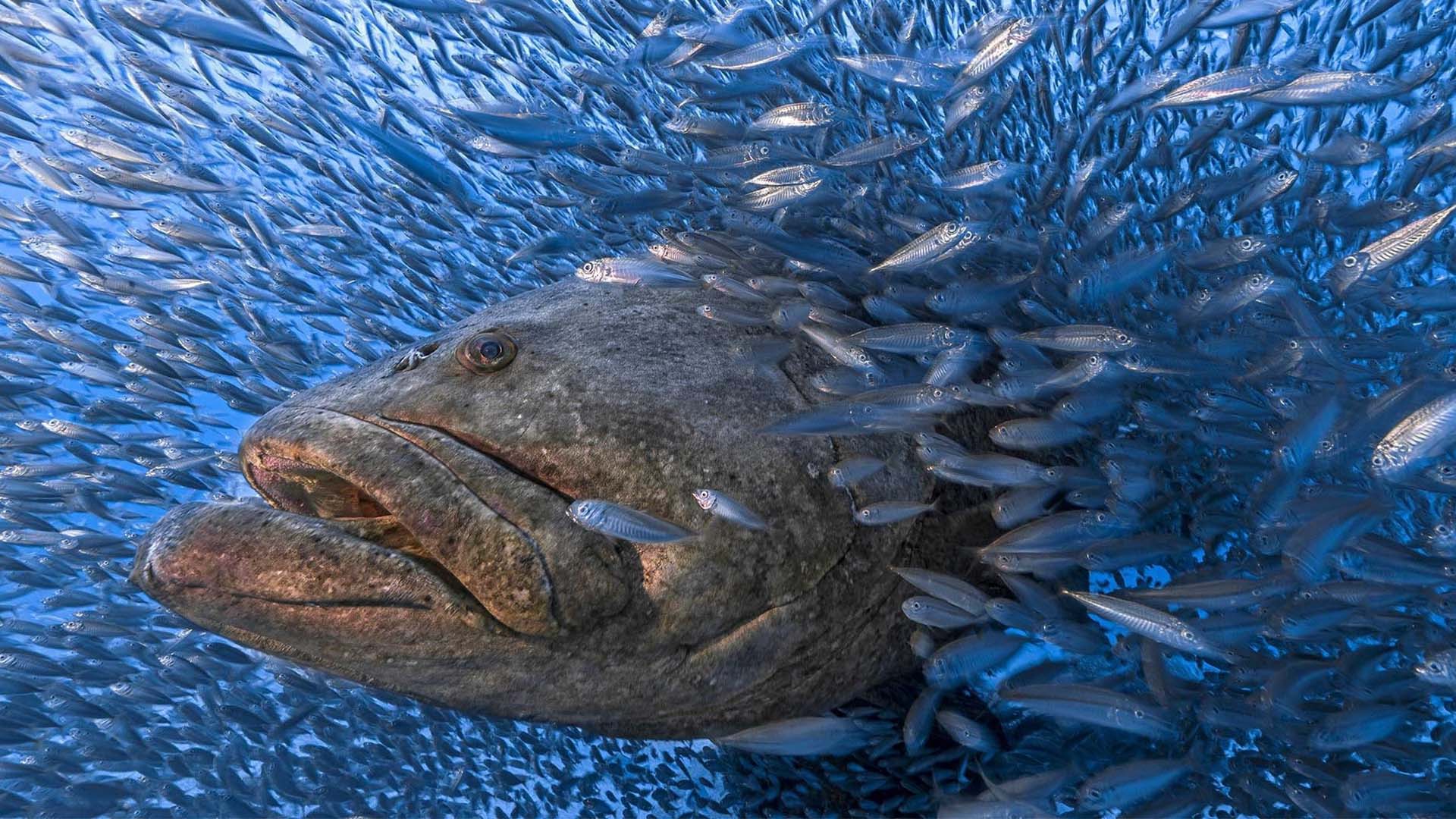 A Face in the Crowd Nature Photography Awards 2023