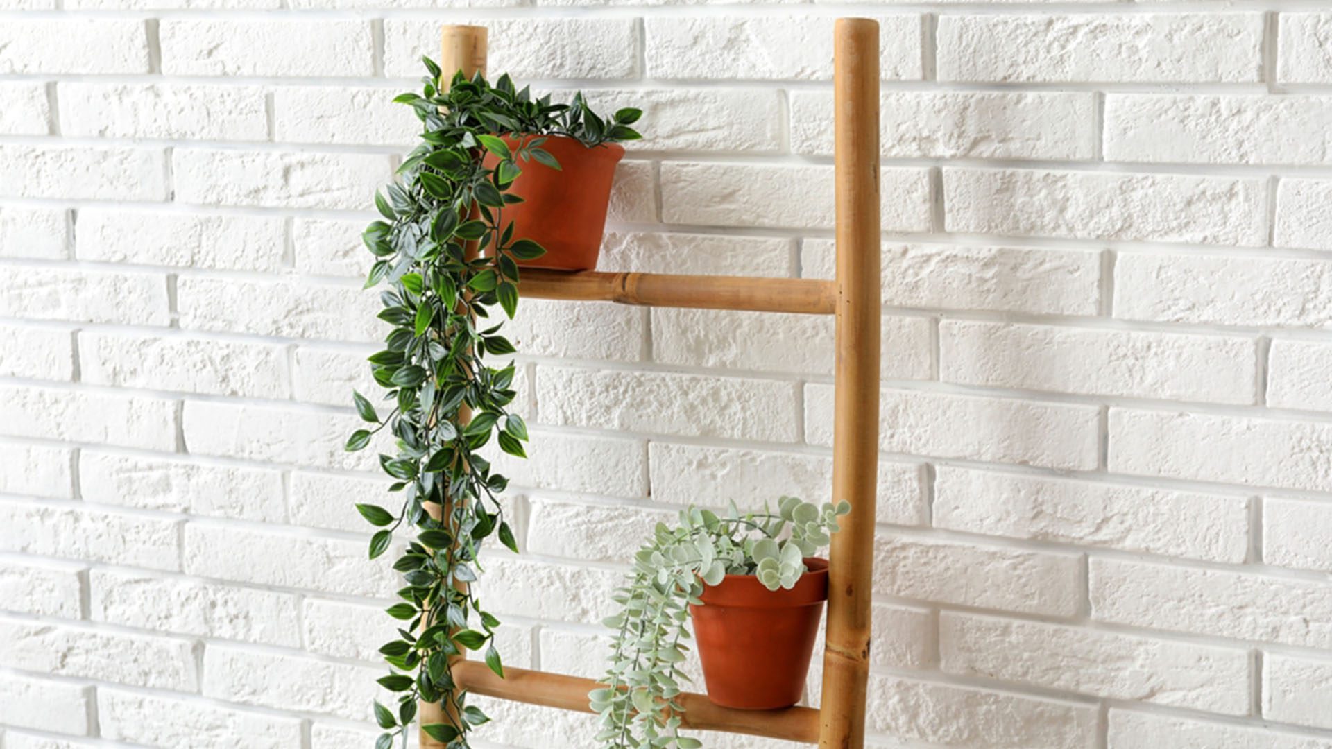 Best Lighting for Houseplants While You're Away