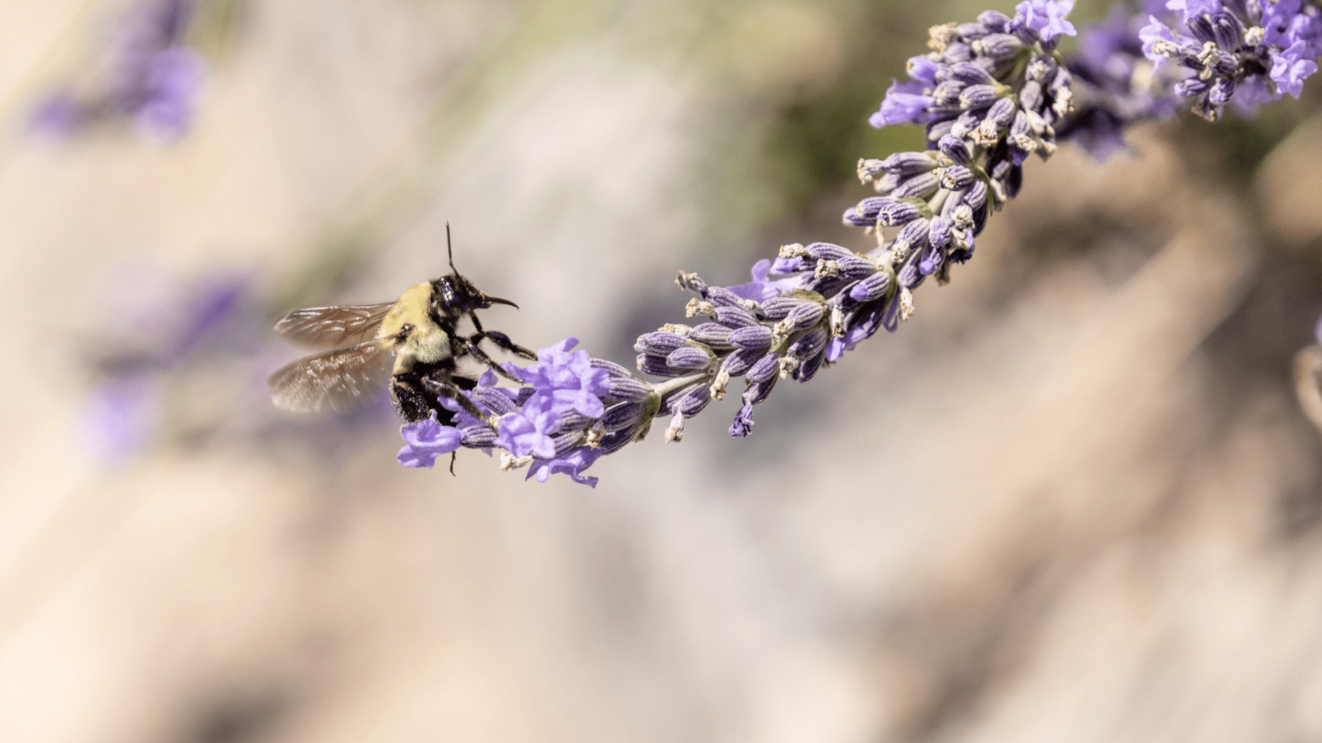 Rewilding Space Honey Bees Pollinators