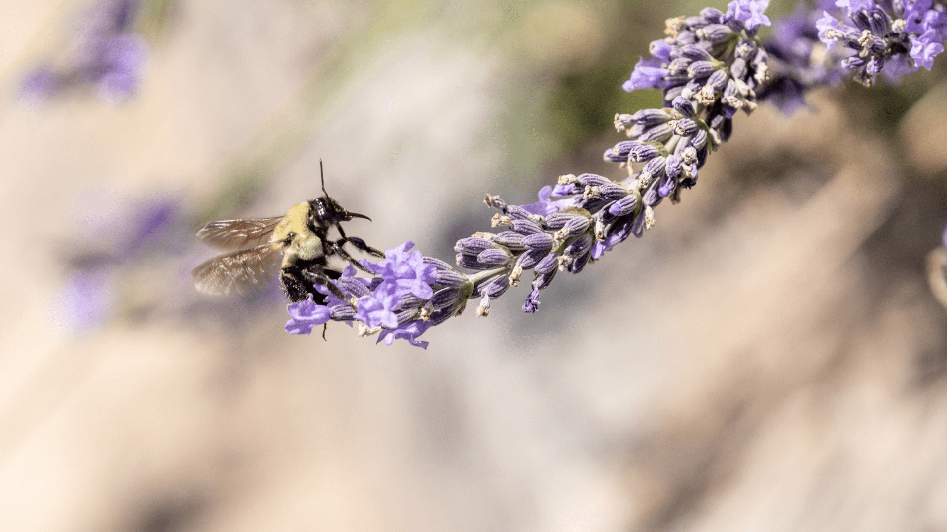 Rewilding Space Honey Bees Pollinators Rewilding Space Honey Bees Pollinators