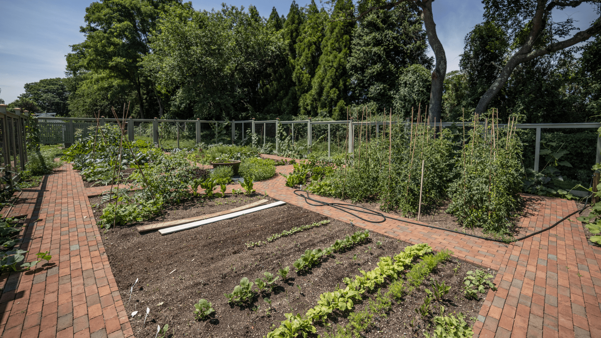 CANA Foundation’s Rewilding Space Organic Vegetable Garden