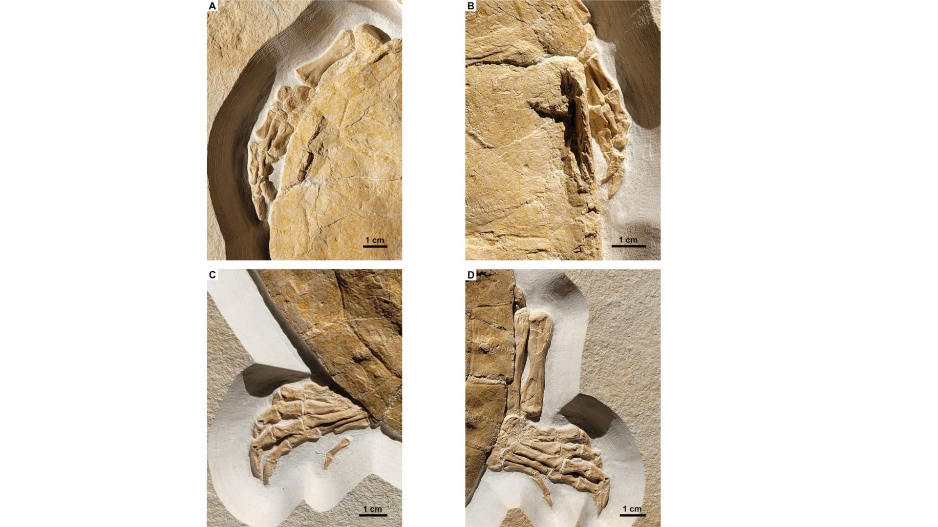 Detailed Photos of Limbs of 150 million year old turtle