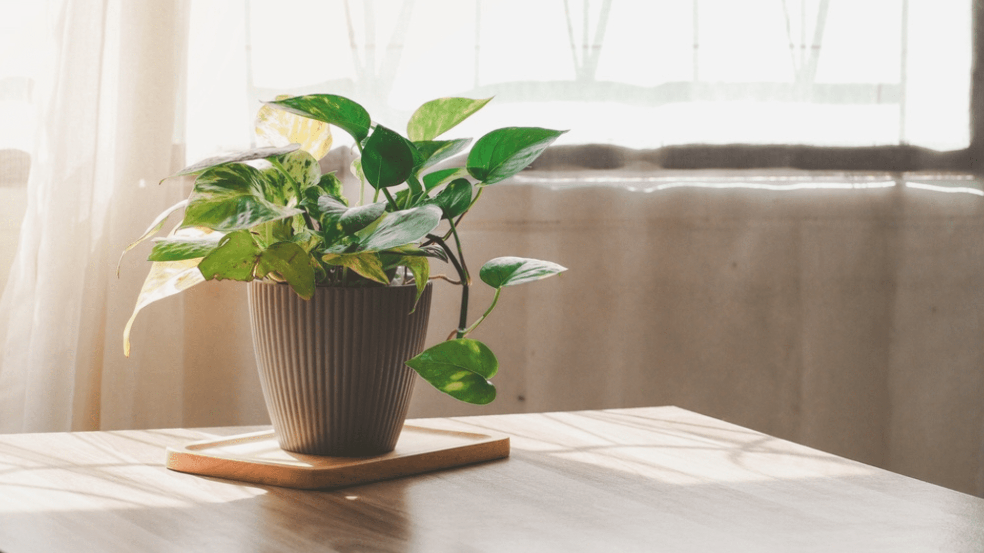 Golden Pothos Easy Houseplants Online