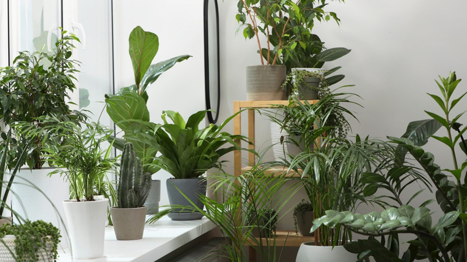 Grouping Houseplants Help with Humidity While Traveling