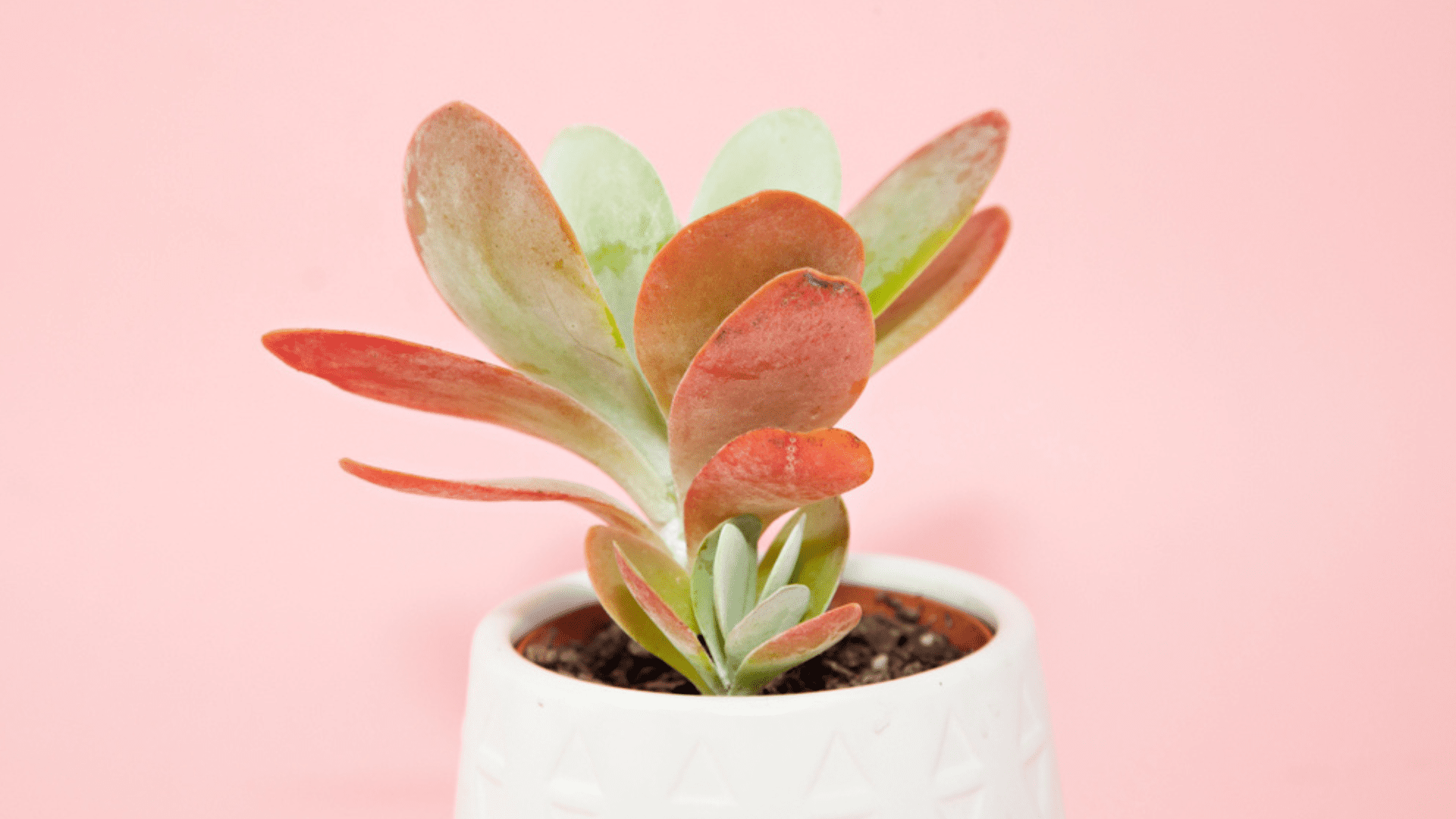 Kalanchoe Flapjack Hard-to-Kill Houseplants