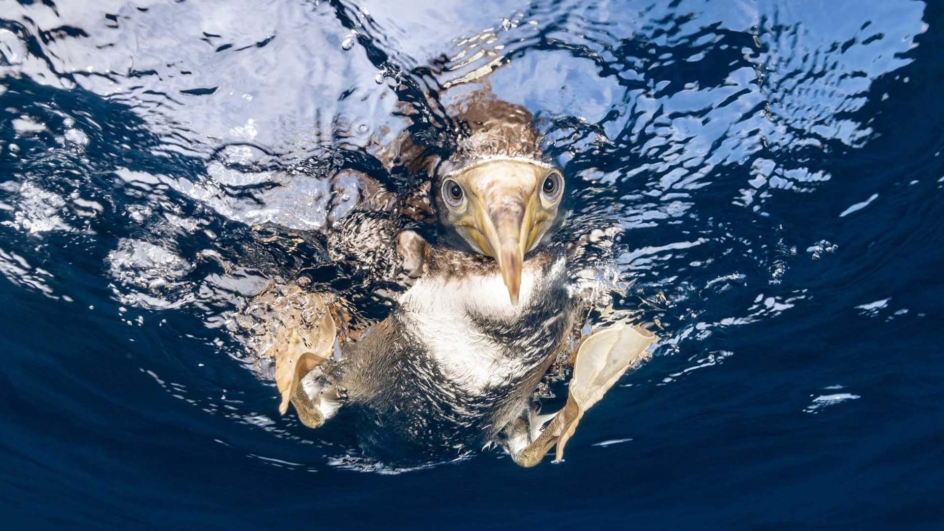 Nature Photography Awards 2023 brown booby catching prey