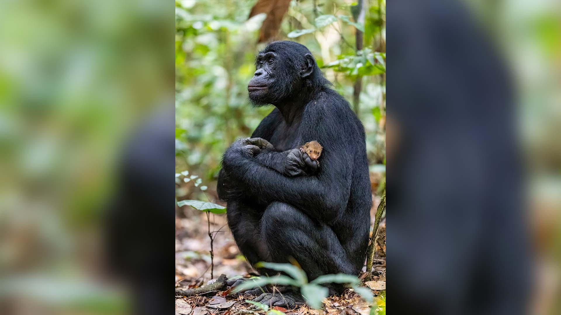 Nature Photography Awards The Bonobo and His Pet