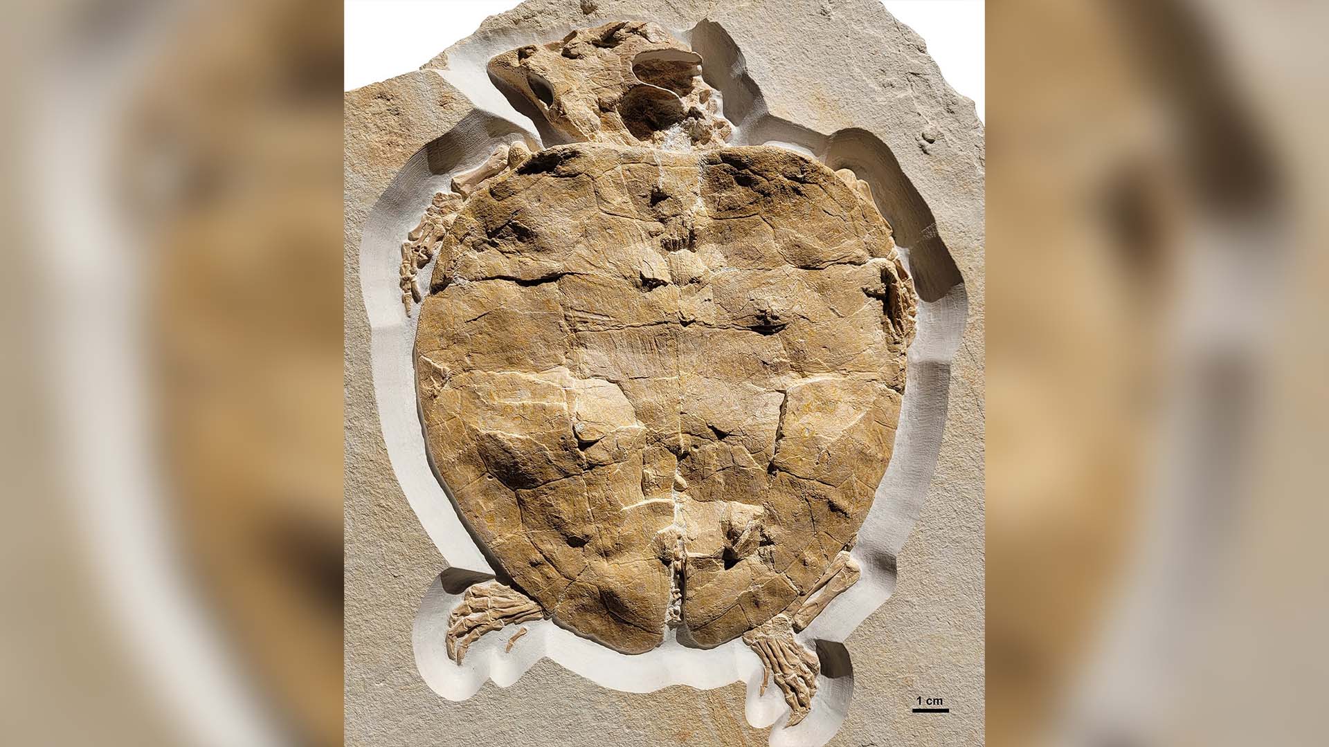 Scientists Discover Preserved Fossil of a 150-Million-Year-Old Turtle
