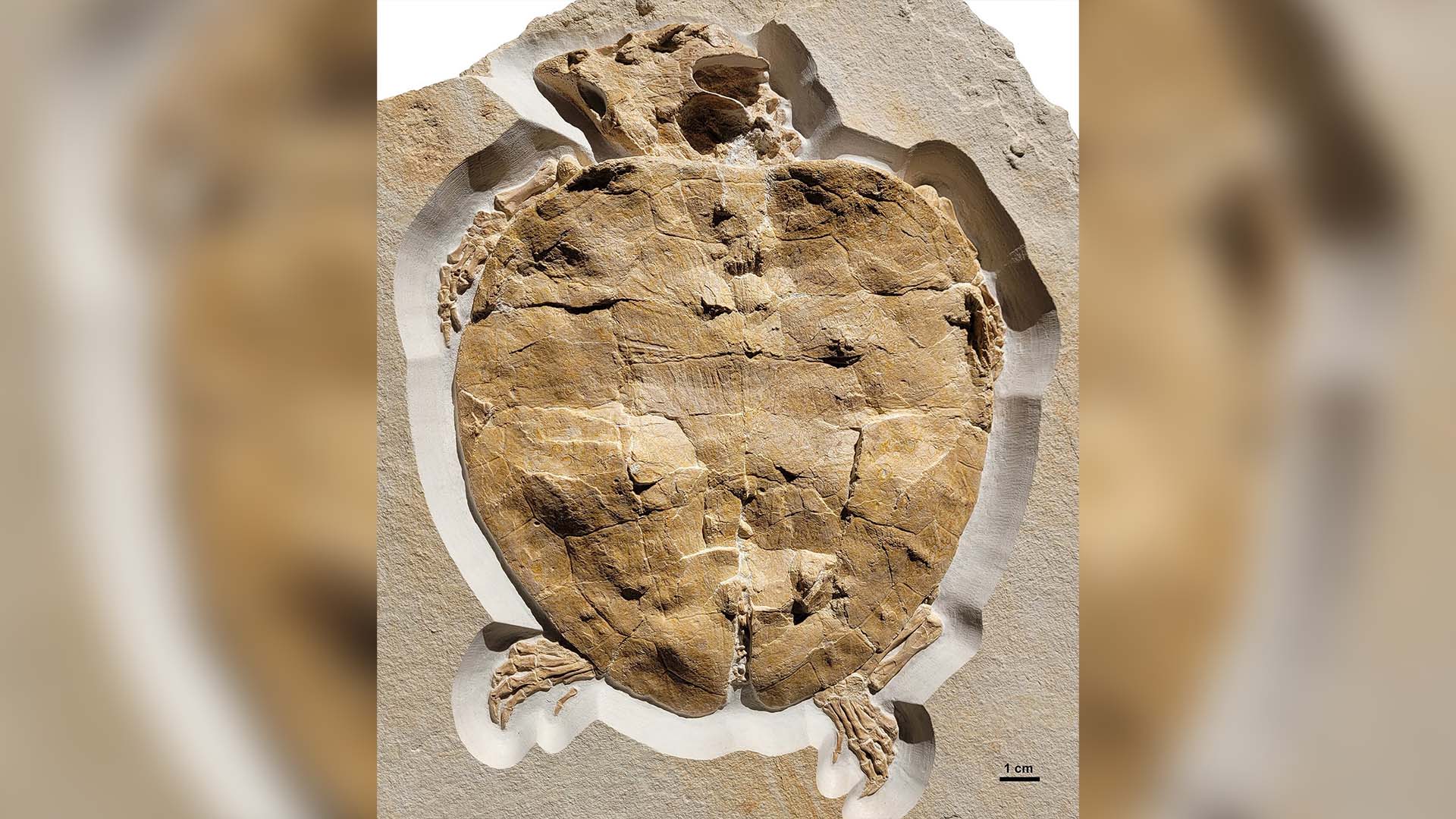 Scientists Discover Preserved Fossil of a 150-Million-Year-Old Turtle ...