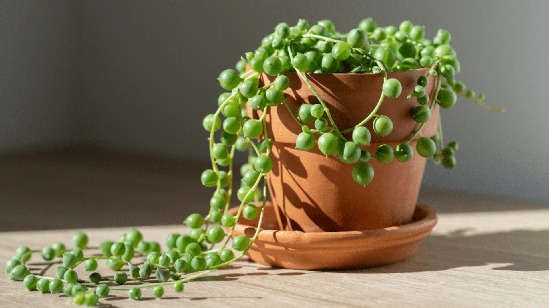 String of Pearls Hard-To-Kill Houseplants Online