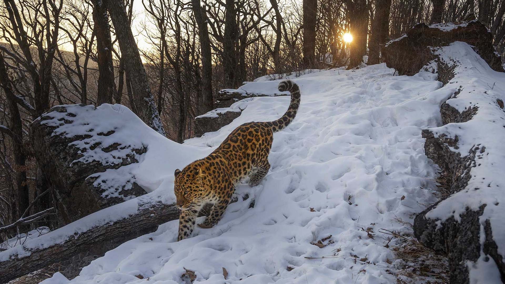 The Rarest of them All Amur Leopard Nature Photography