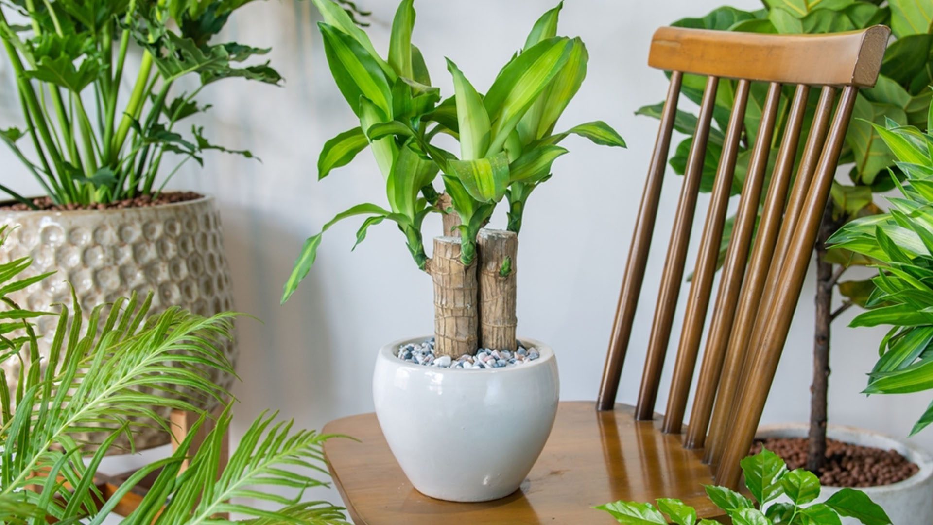 Air-Purifying Houseplants You Can Order Online Dracaena