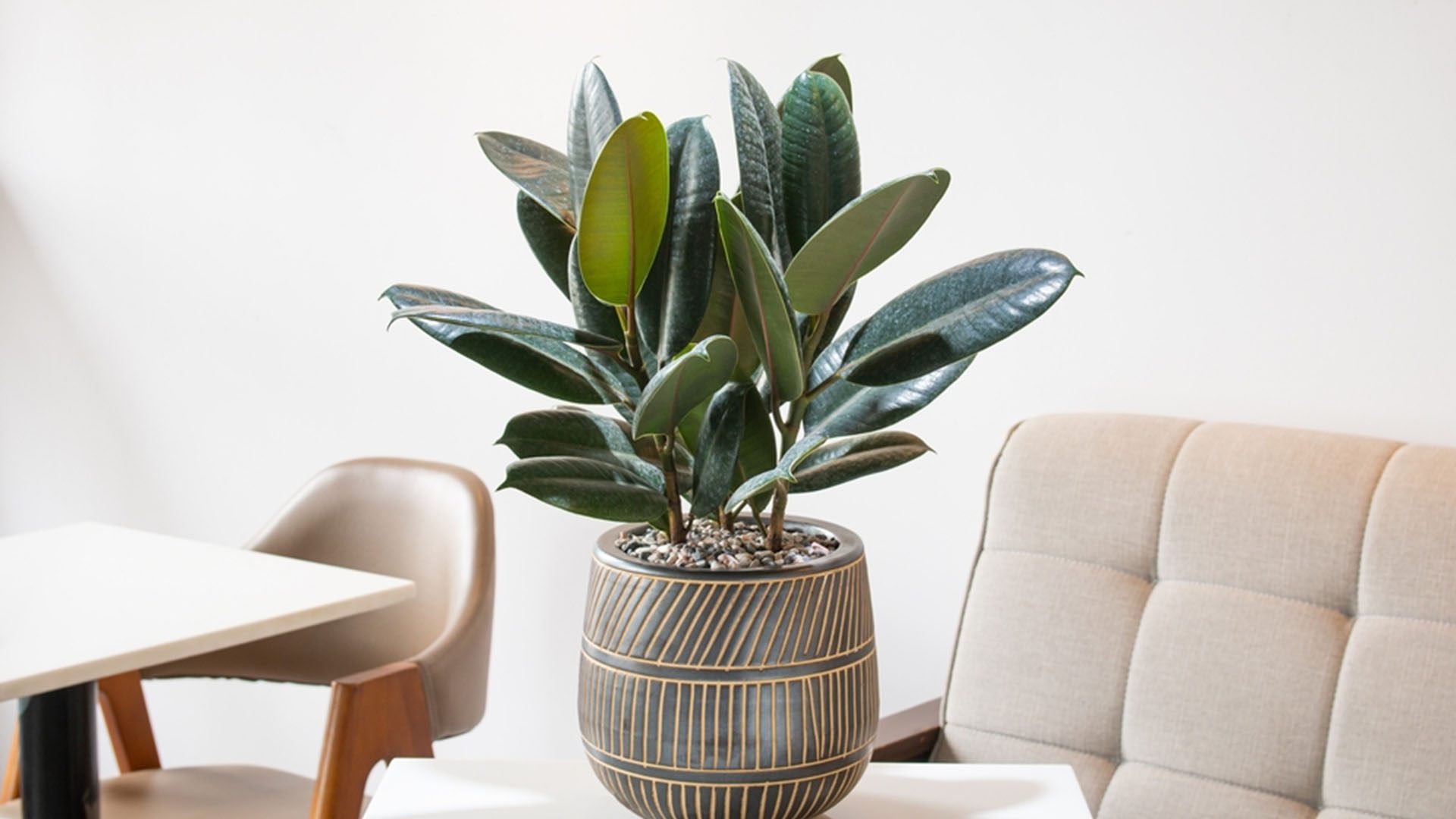 Ficus Houseplant Air Purifying Online