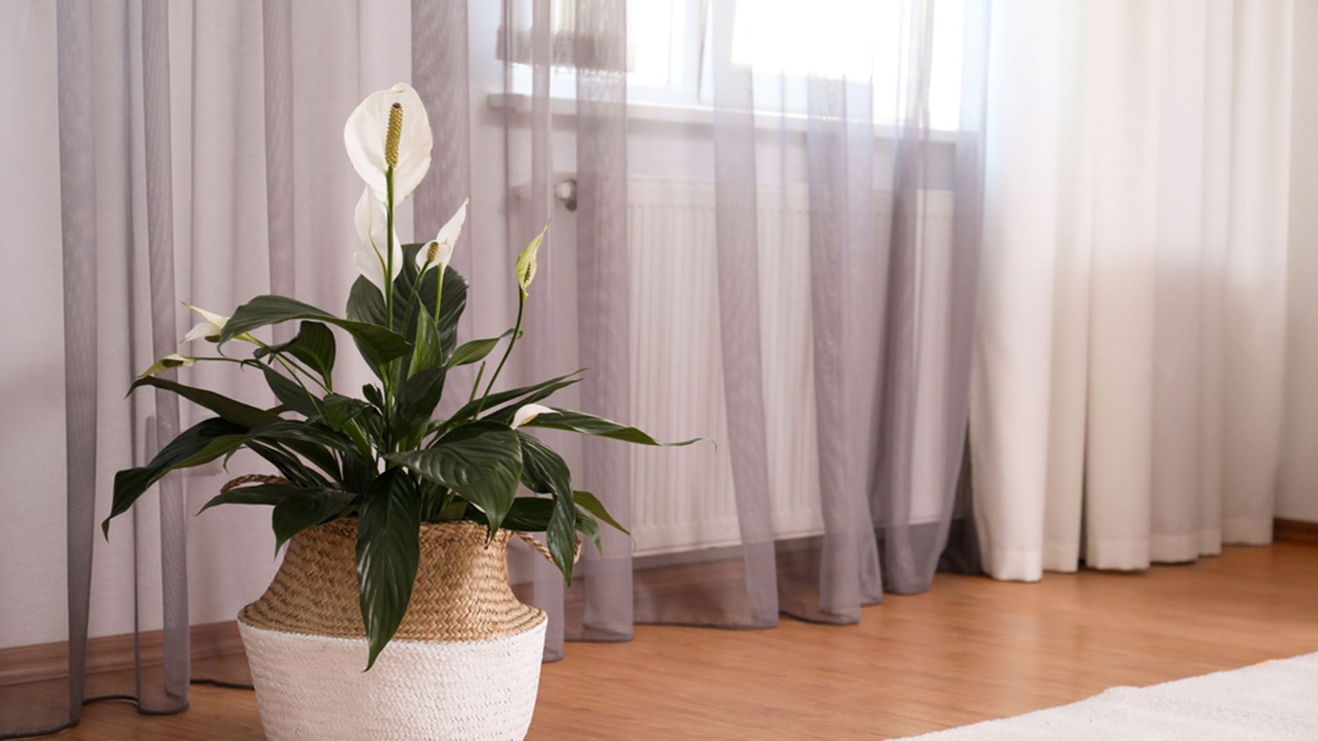 Peace Lily Air Purifying Houseplants