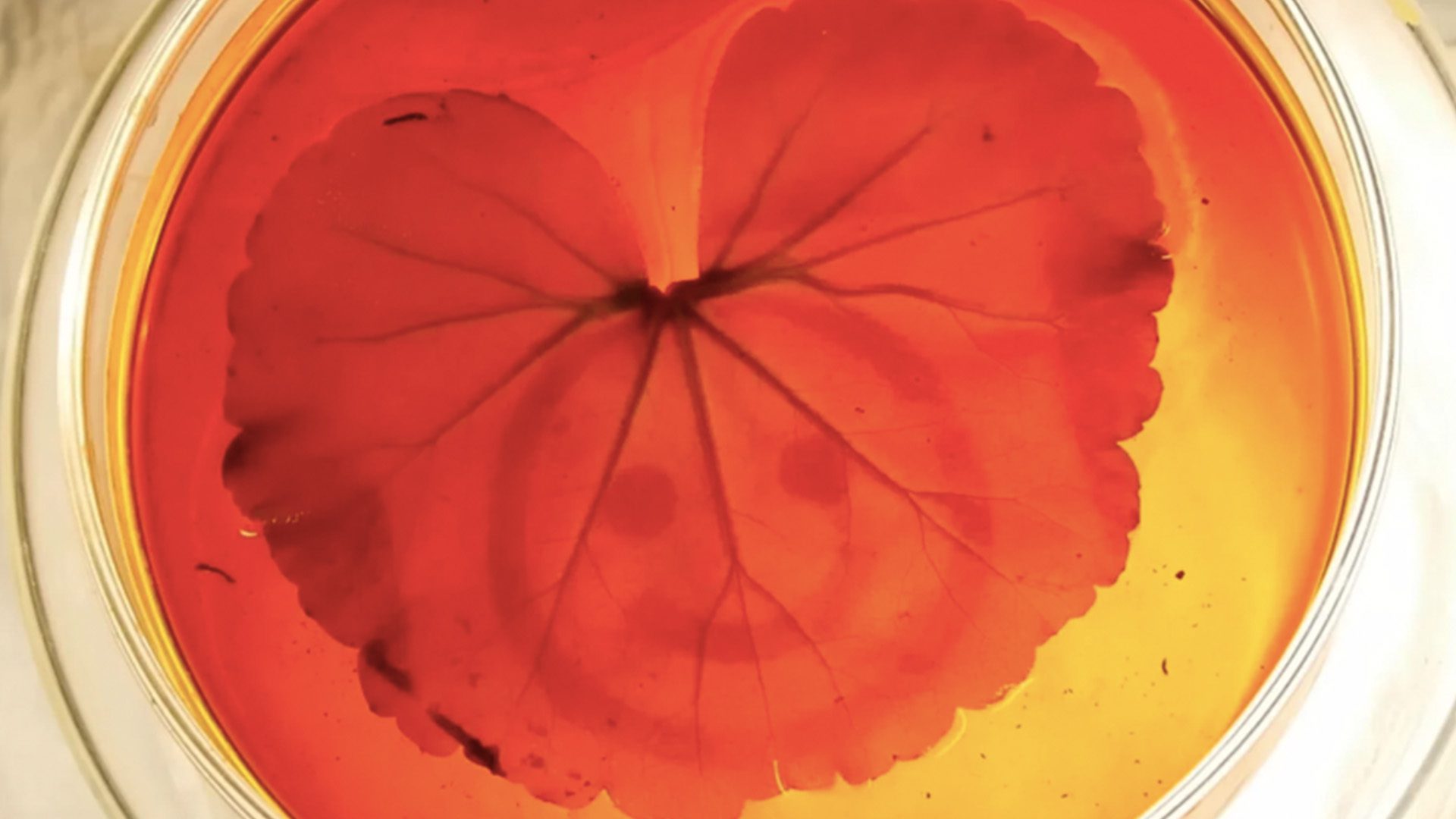 Photo of Plant Leaf With Photo Printed