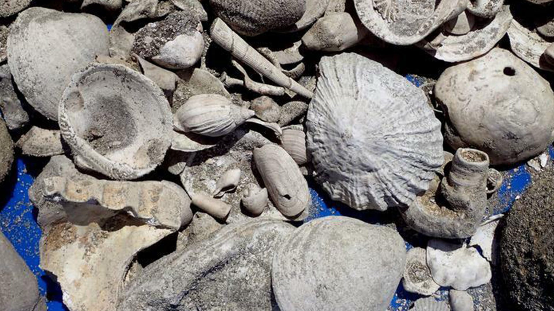 Rare Fossils Discovered at Sewer Plant Bruce Hayward