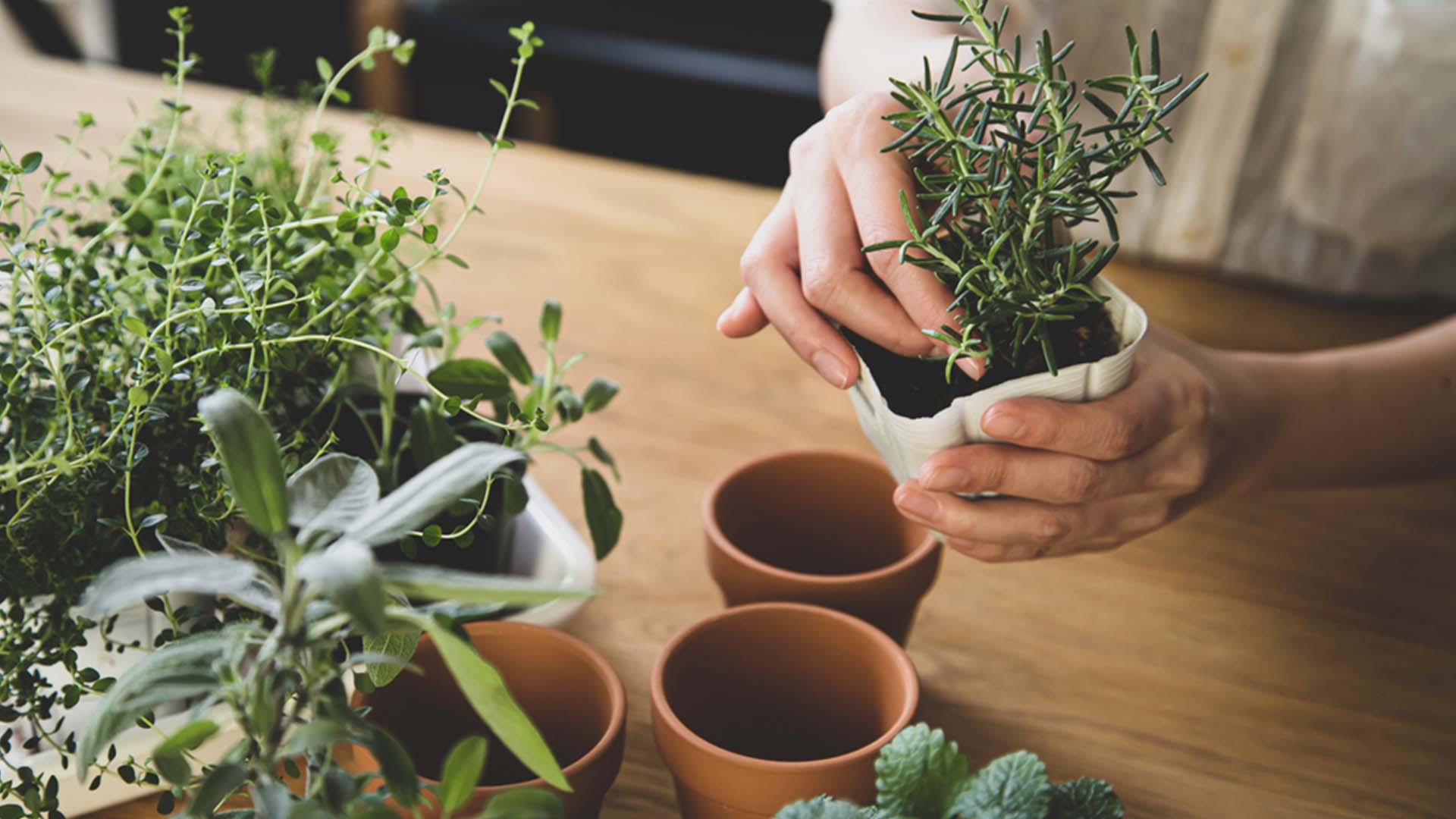 Rosemary Sleep Aid Houseplants You Can Order Online