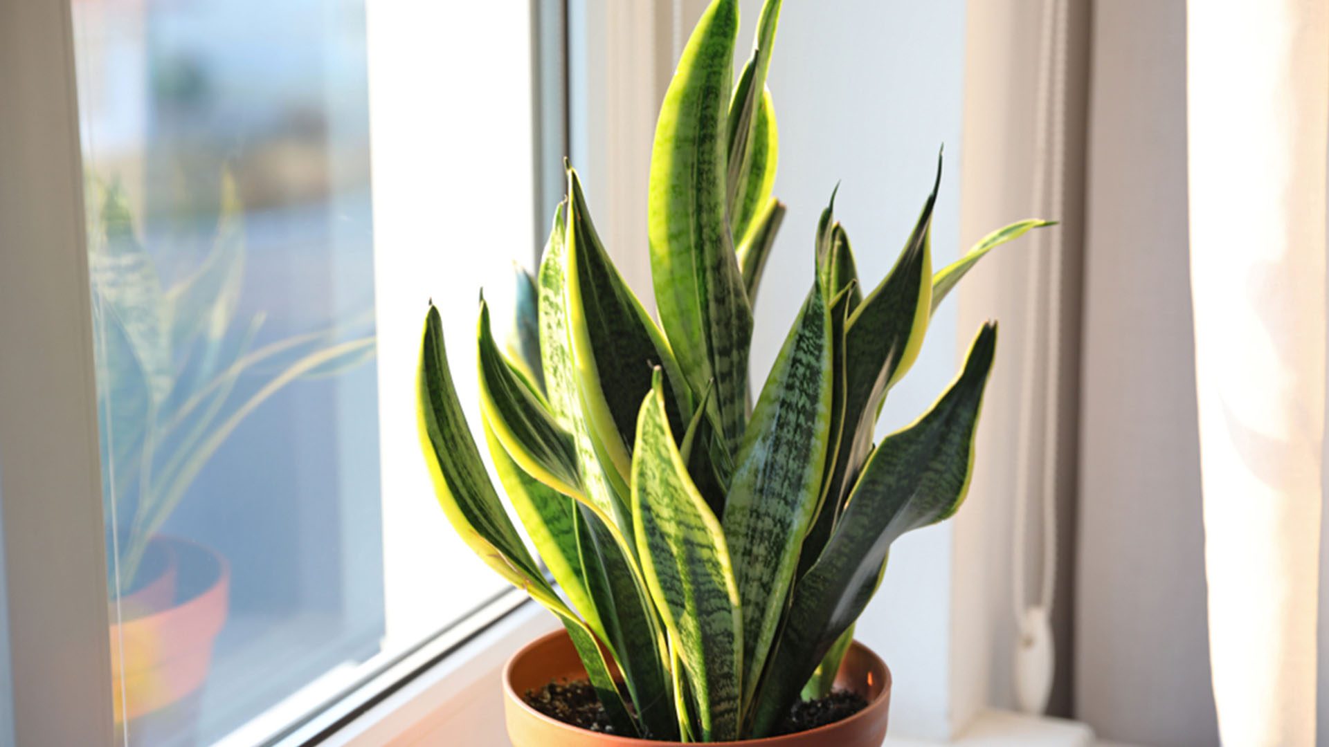 Snake Plant Air Purifying Houseplants Order Online